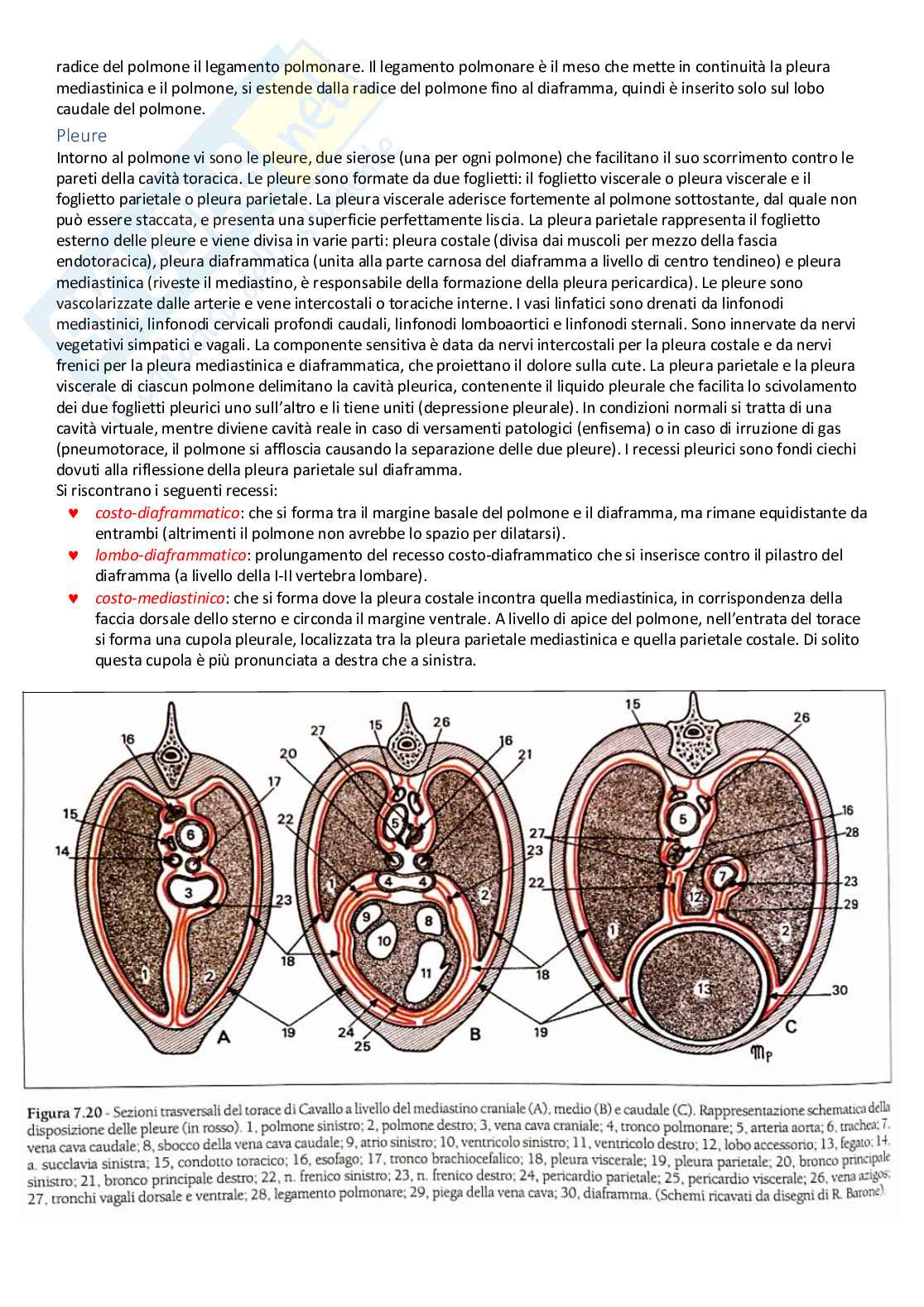 Anatomia veterinaria Pag. 86