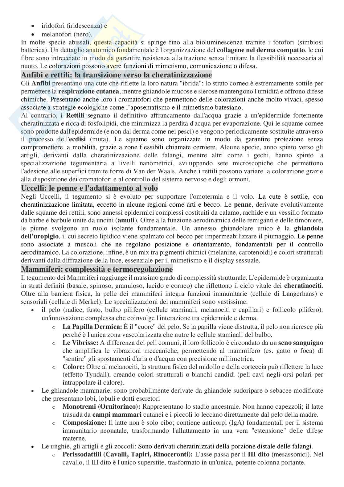 Appunti per l’orale di Anatomia comparata con laboratorio Pag. 11