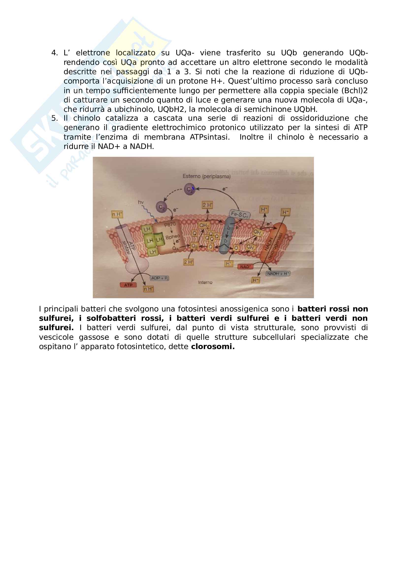 3 Fototrofia Pag. 6