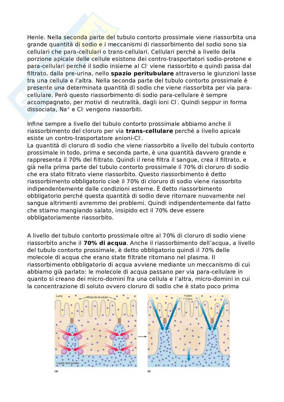 Apparato renale Pag. 21