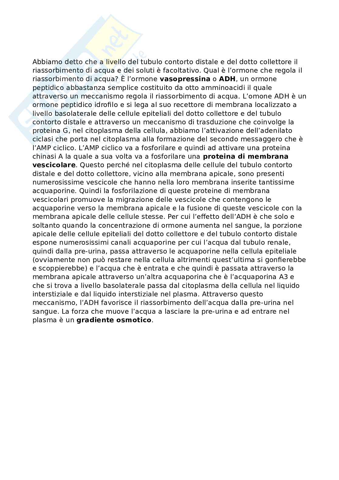 Apparato renale Pag. 26