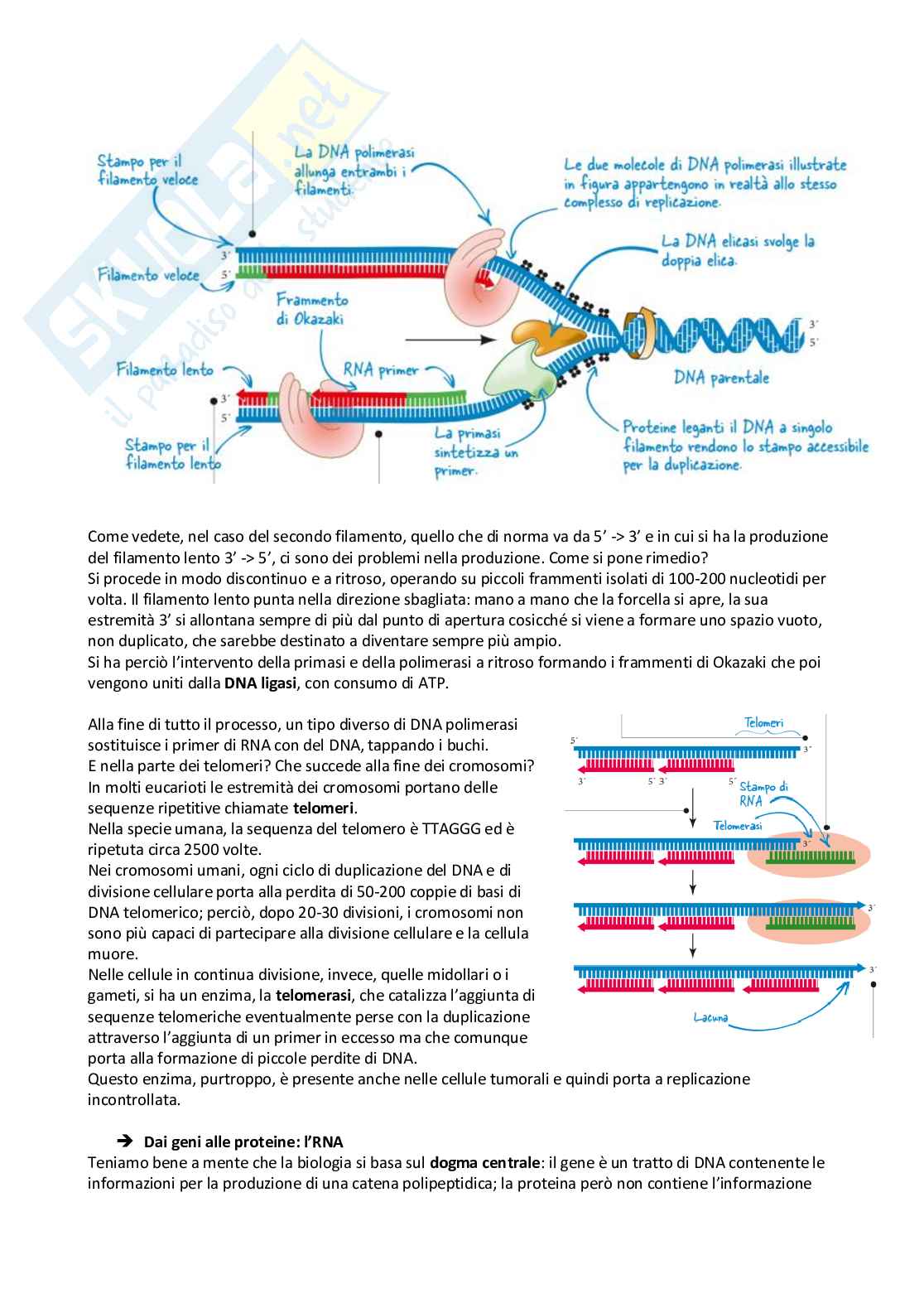 Biologia per test di ammissione medico-sanitari  Pag. 51