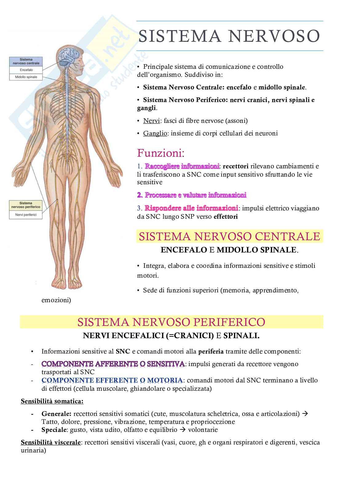 Appunti completi Neuroanatomia – Sistema nervoso centrale e periferico Pag. 1