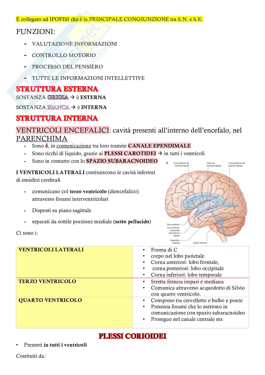 Appunti completi Neuroanatomia – Sistema nervoso centrale e periferico Pag. 11