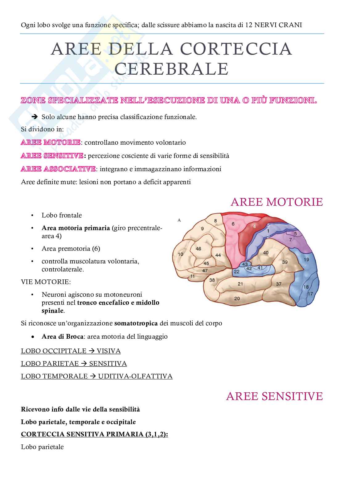 Appunti completi Neuroanatomia – Sistema nervoso centrale e periferico Pag. 16