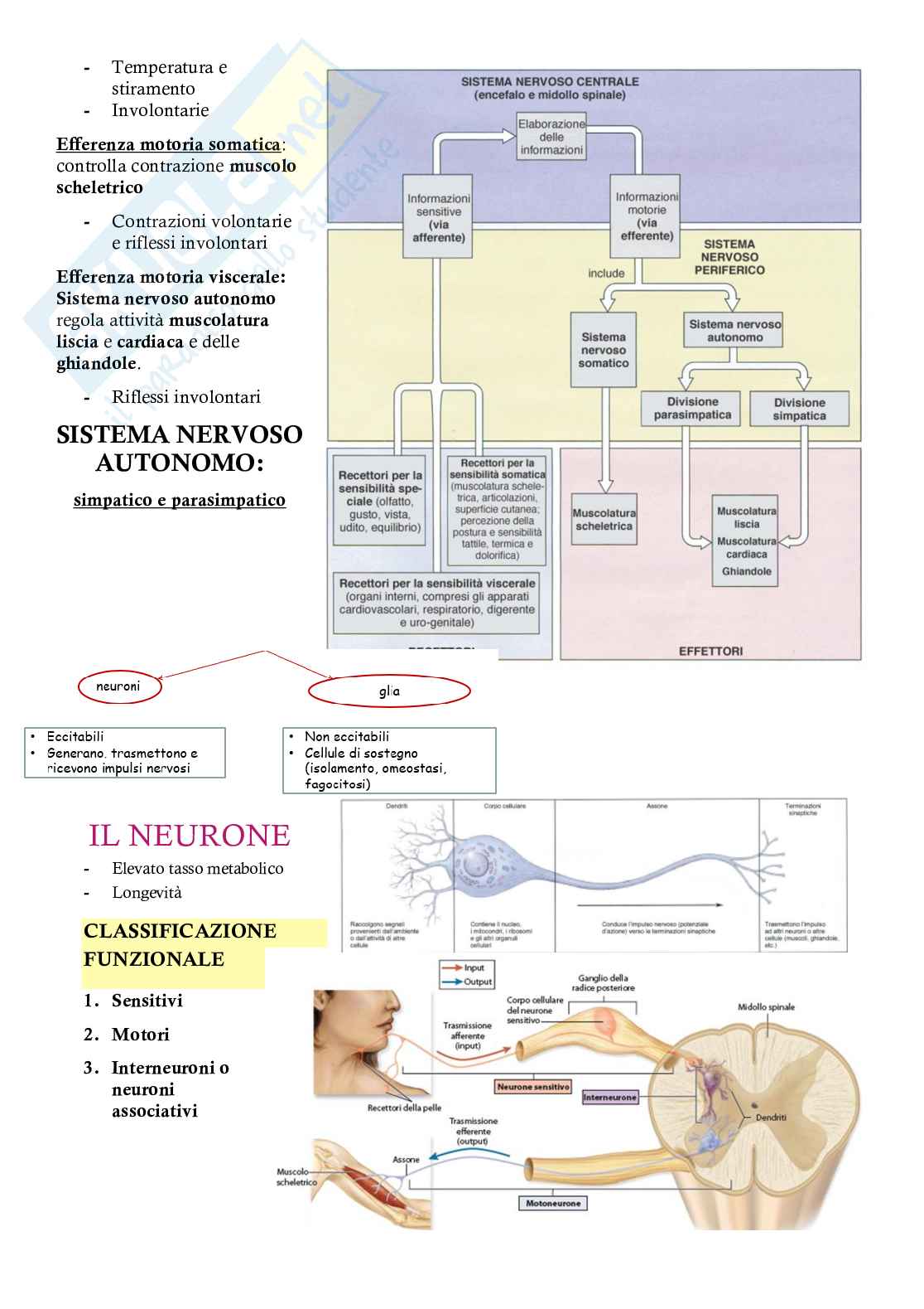 Appunti completi Neuroanatomia – Sistema nervoso centrale e periferico Pag. 2