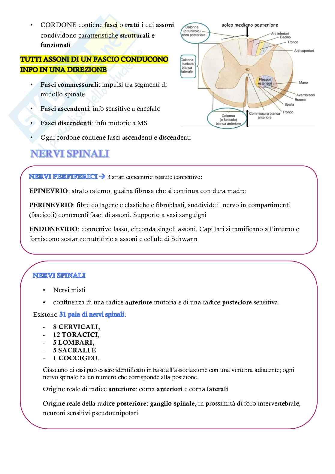 Appunti completi Neuroanatomia – Sistema nervoso centrale e periferico Pag. 6