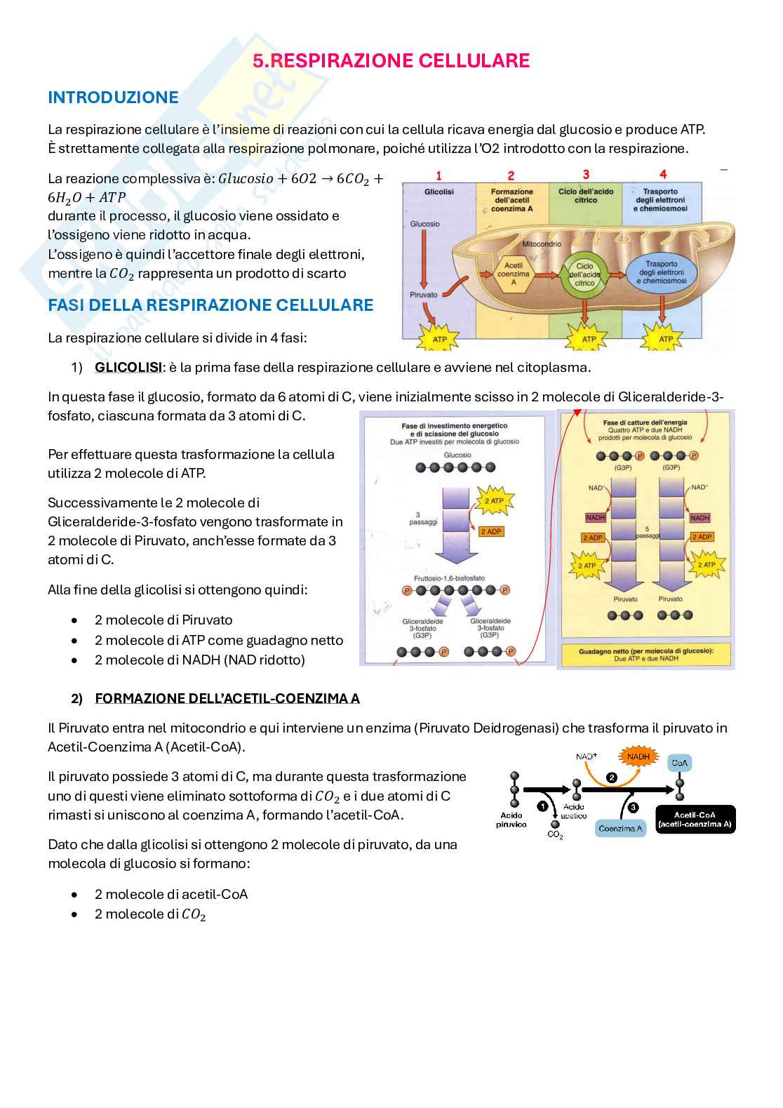 Appunti di Metodologie di Biologia molecolare Pag. 16