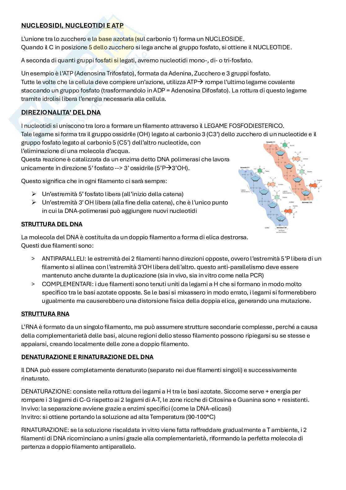 Appunti di Metodologie di Biologia molecolare Pag. 6
