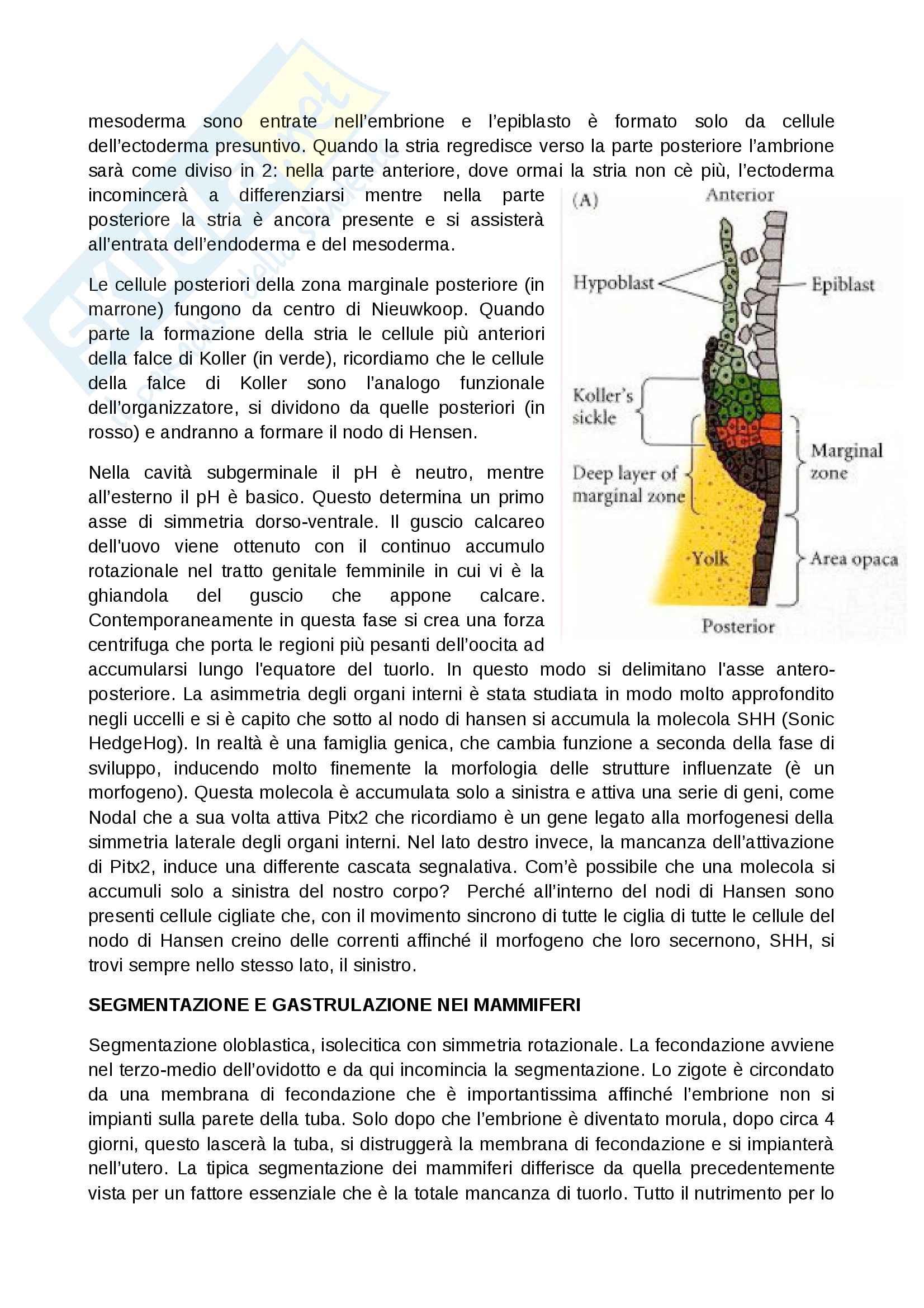 Biologia dello Sviluppo - Appunti Pag. 21