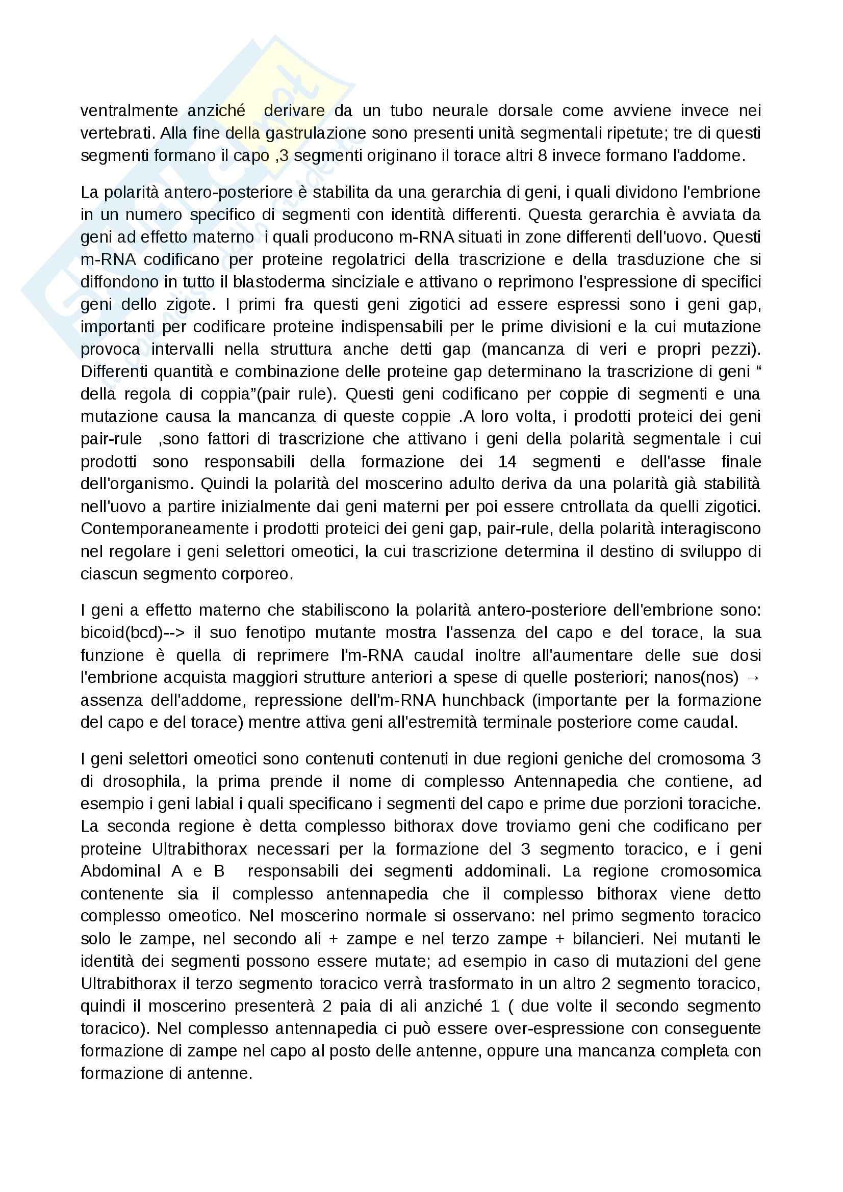 Biologia dello Sviluppo - Appunti Pag. 26
