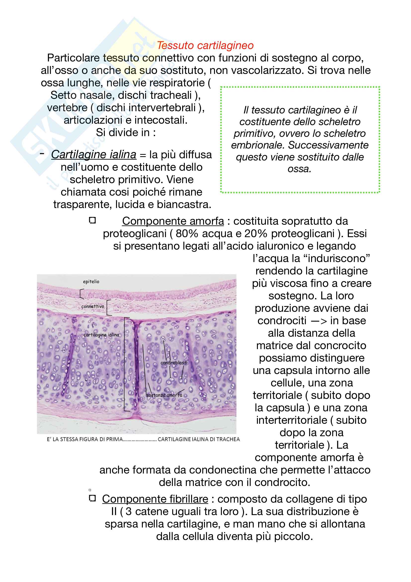 Istologia: Tessuto di origine mesenchimale Pag. 11