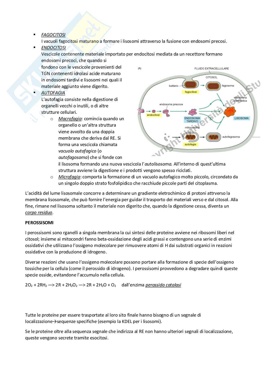 Biologia animale Pag. 51