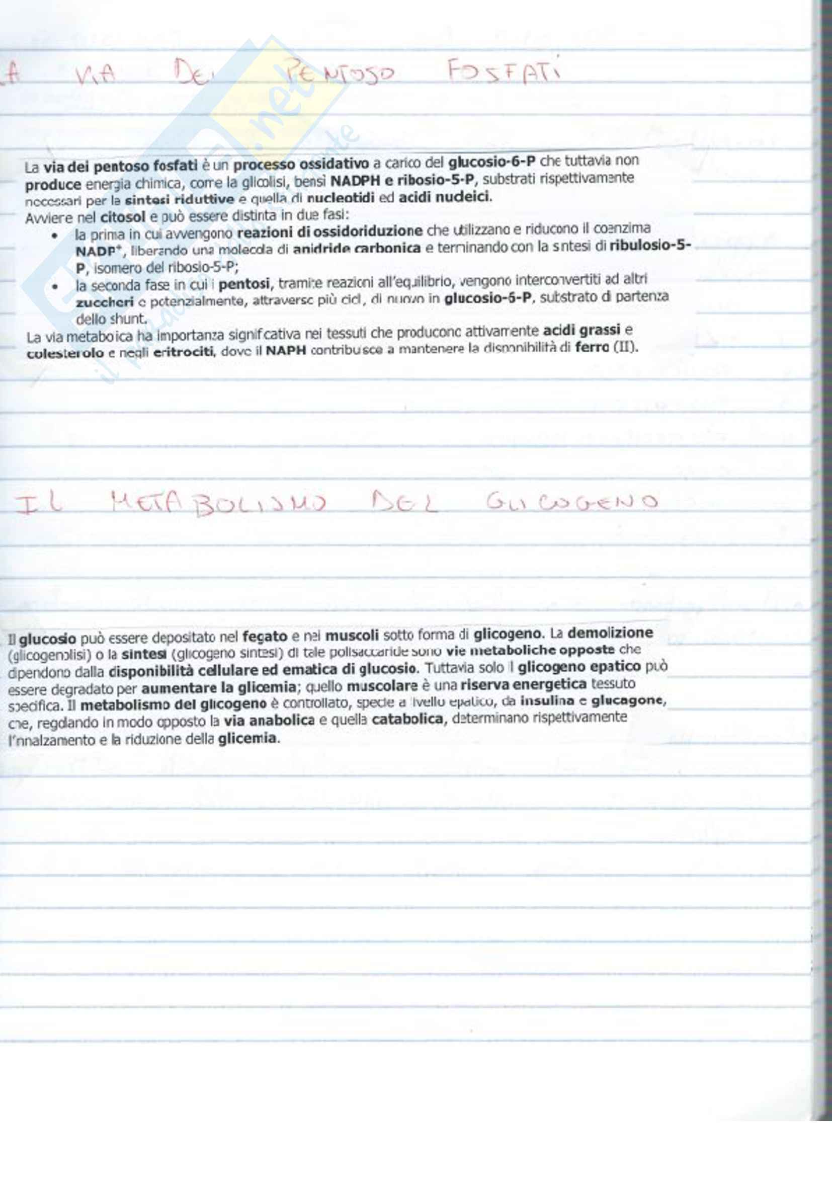 Biochimica generale e dello sport Pag. 26