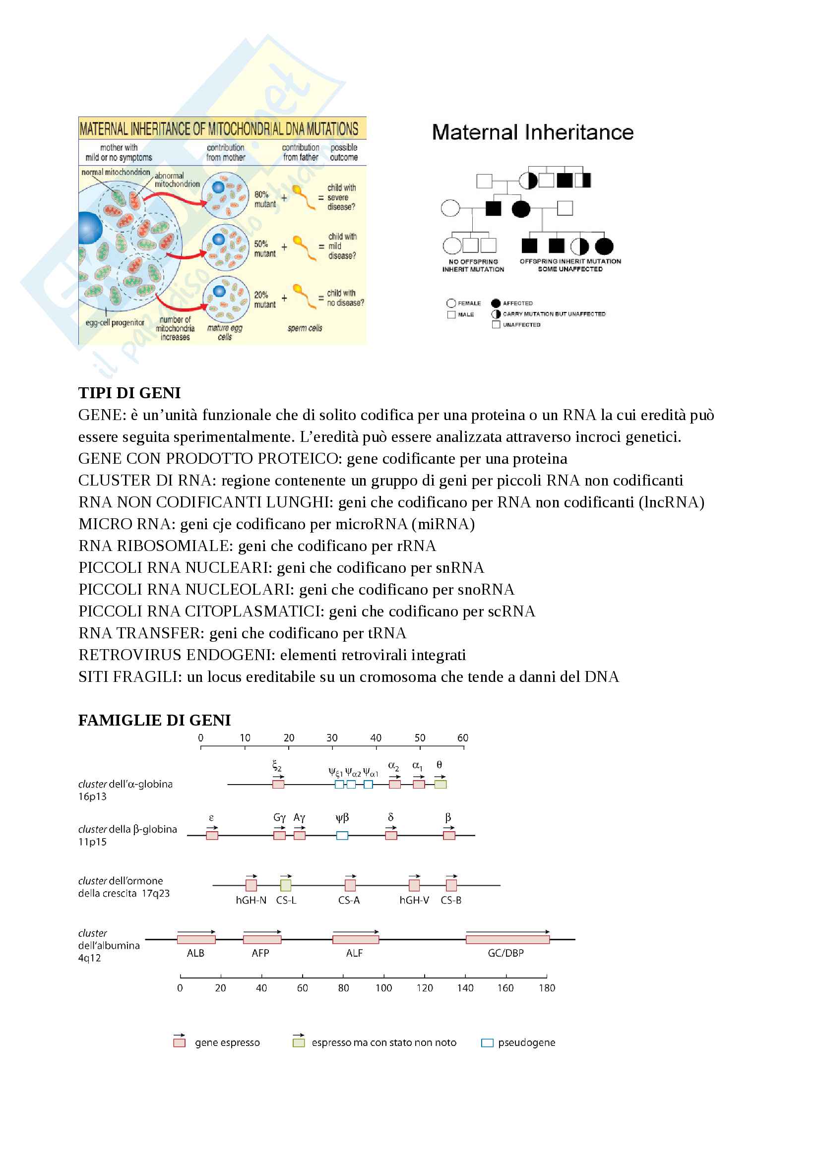 Appunti genetica generale Pag. 2