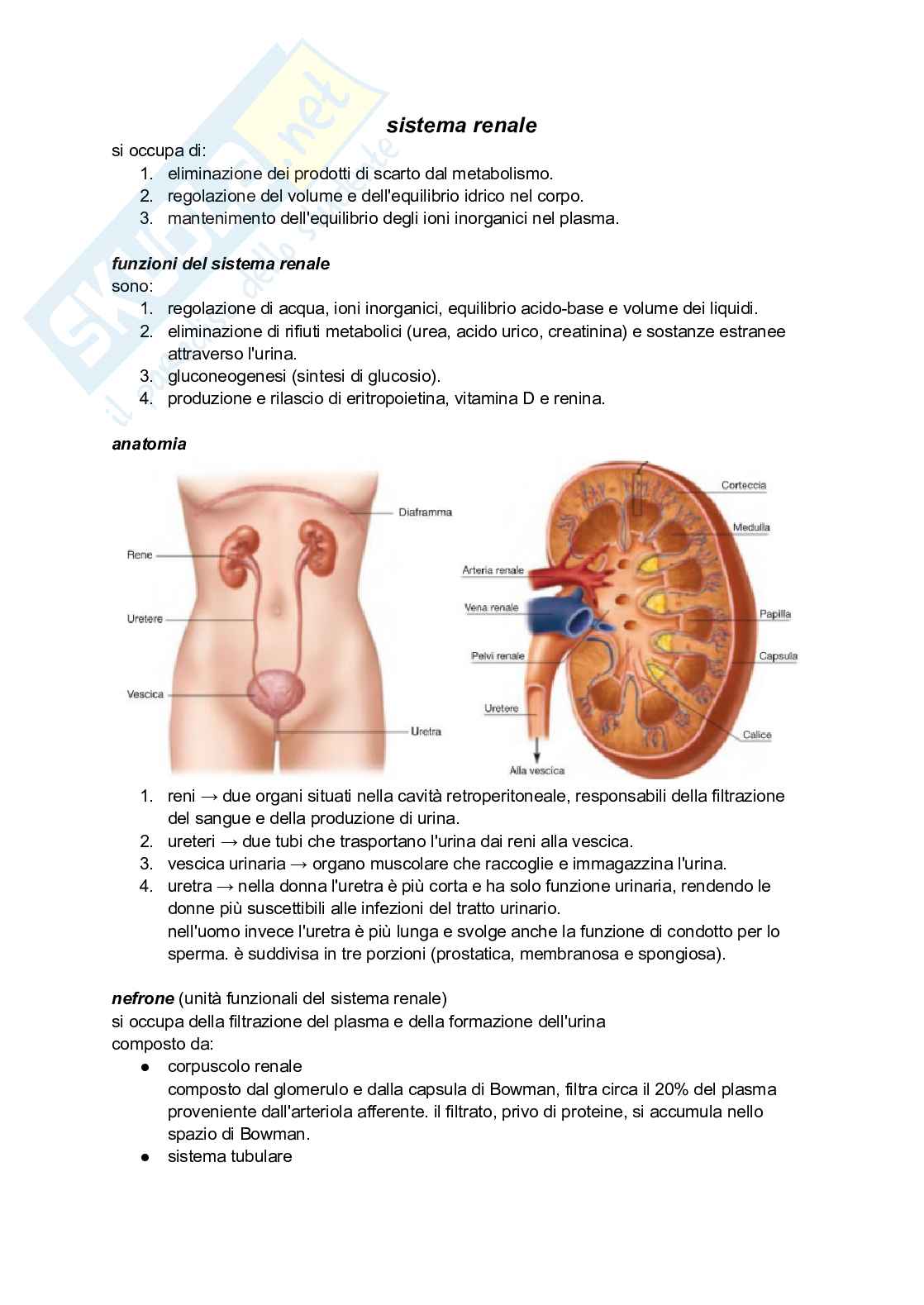 Sistema renale Pag. 1