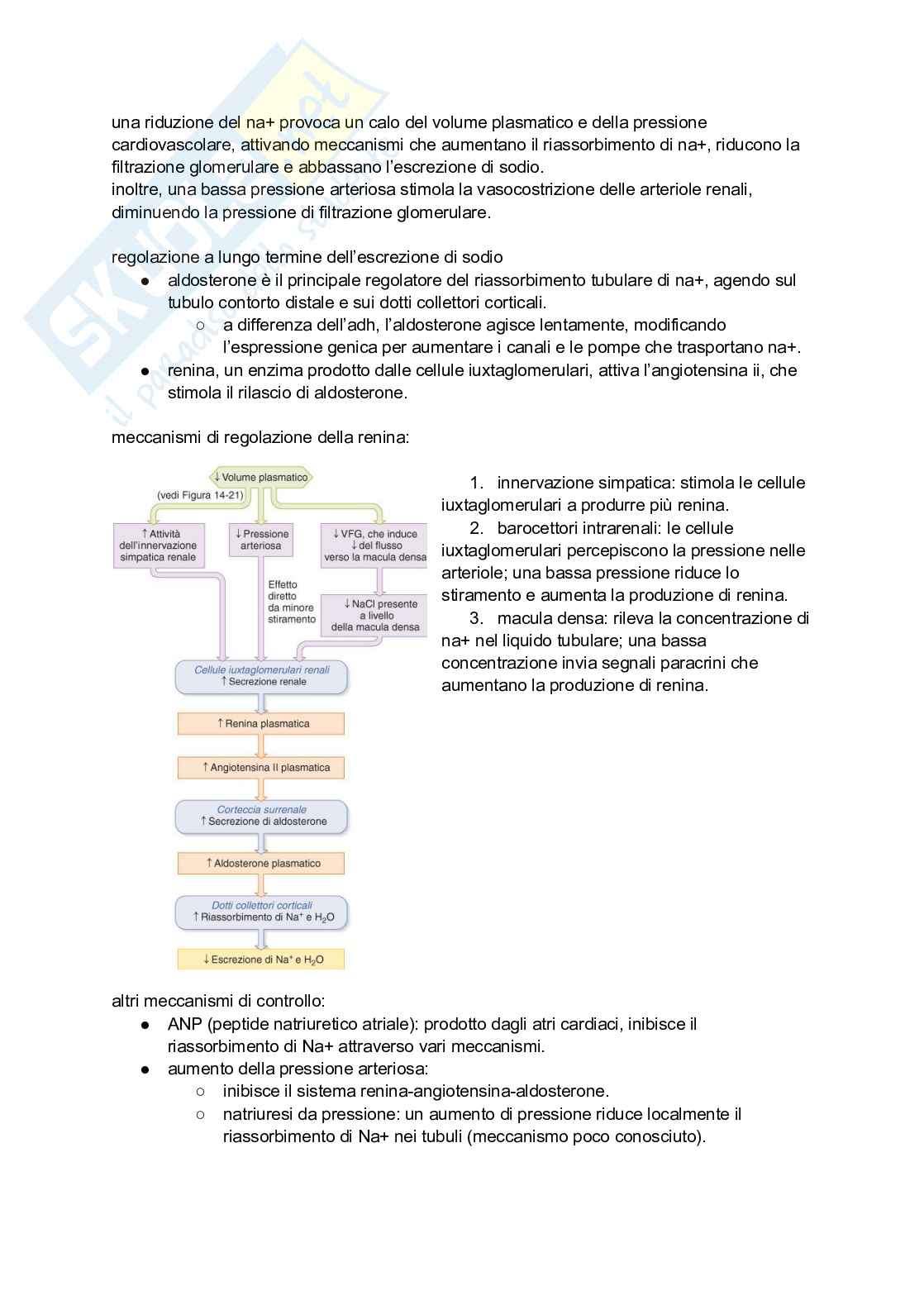 Sistema renale Pag. 6