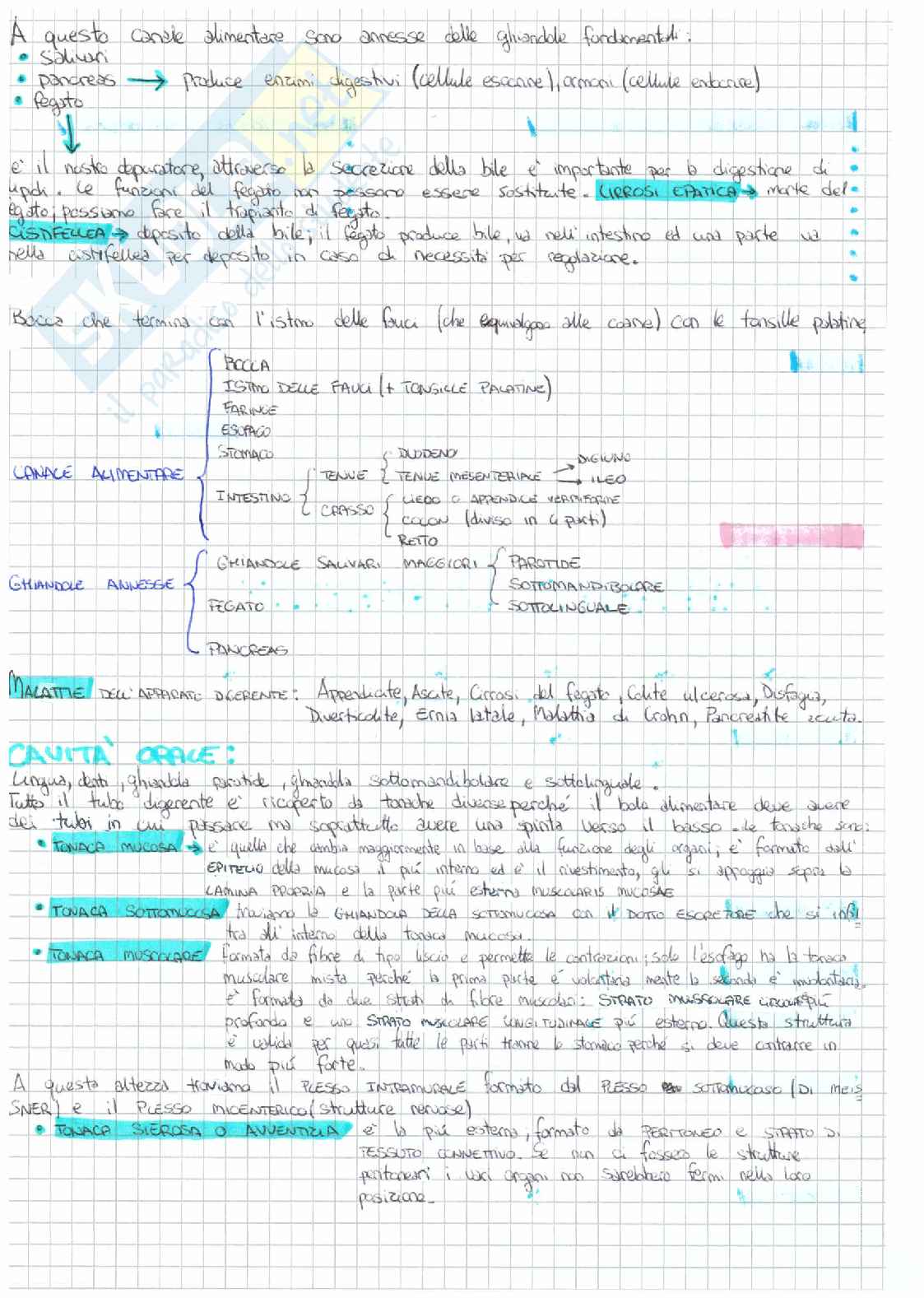 Appunti Anatomia Pag. 46