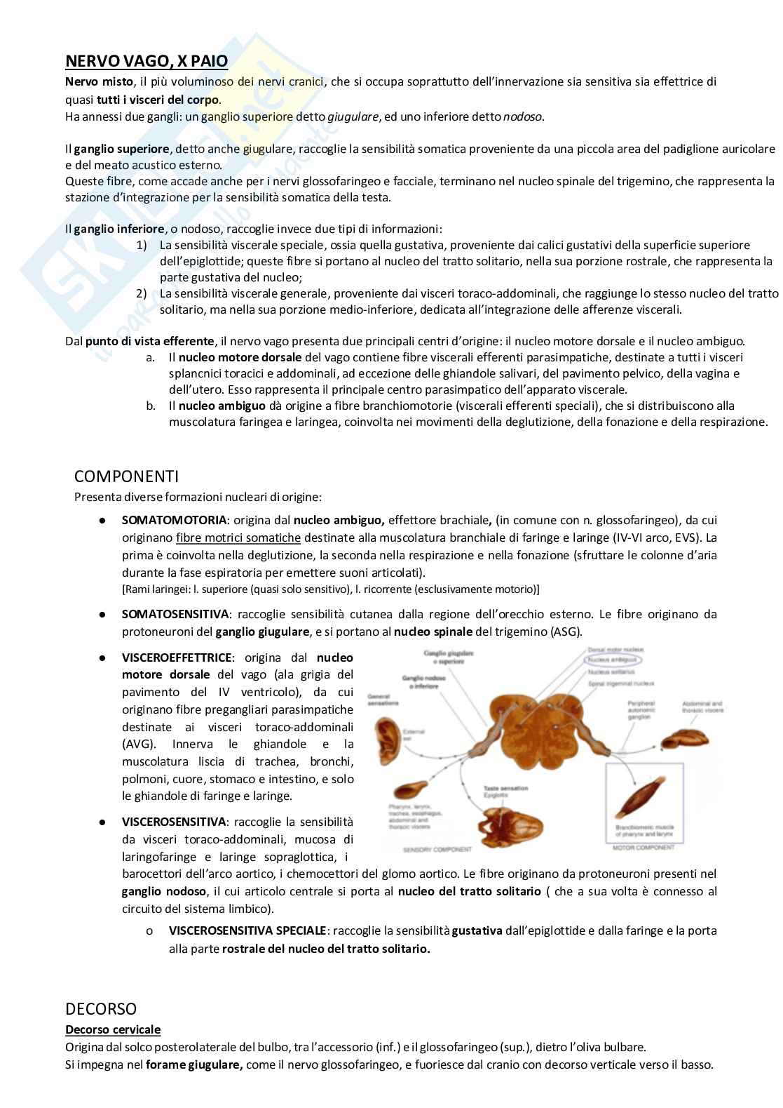 Sistema nervoso periferico Pag. 16