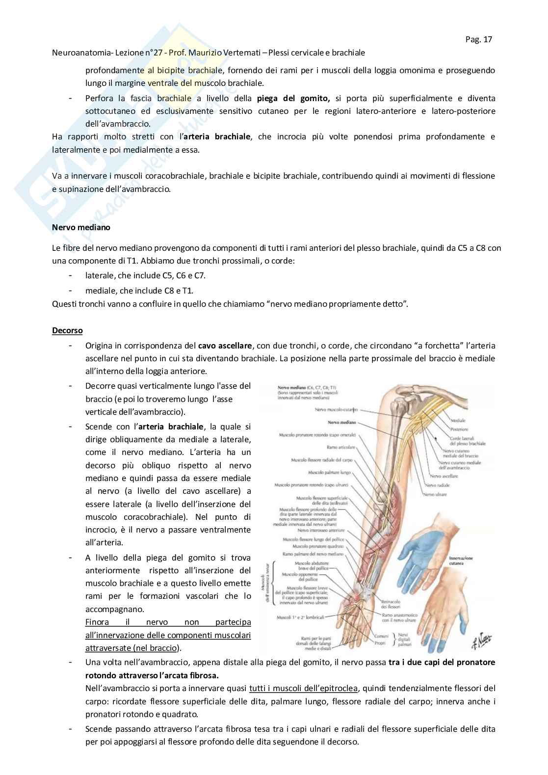 Sistema nervoso periferico Pag. 36