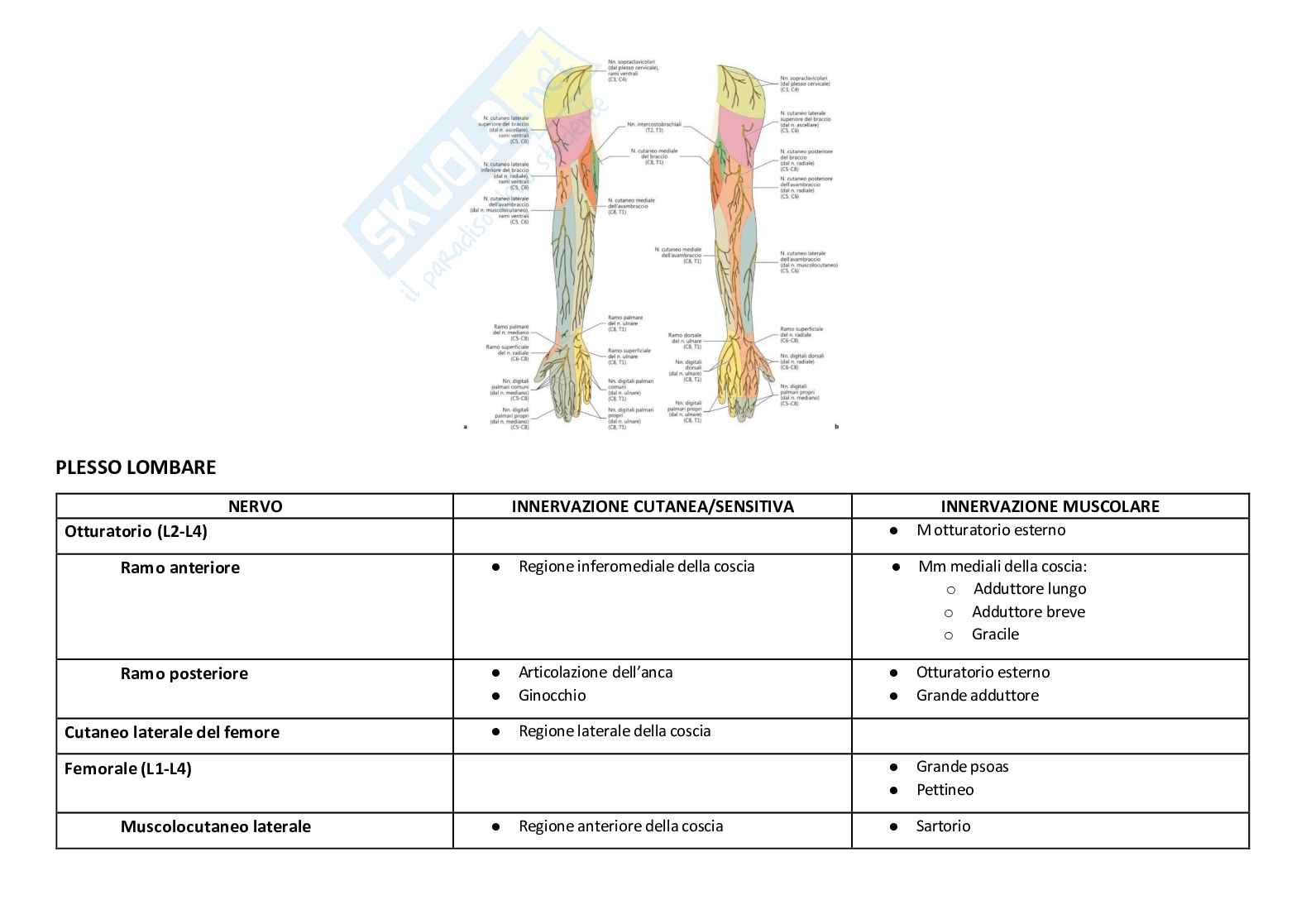 Sistema nervoso periferico Pag. 41