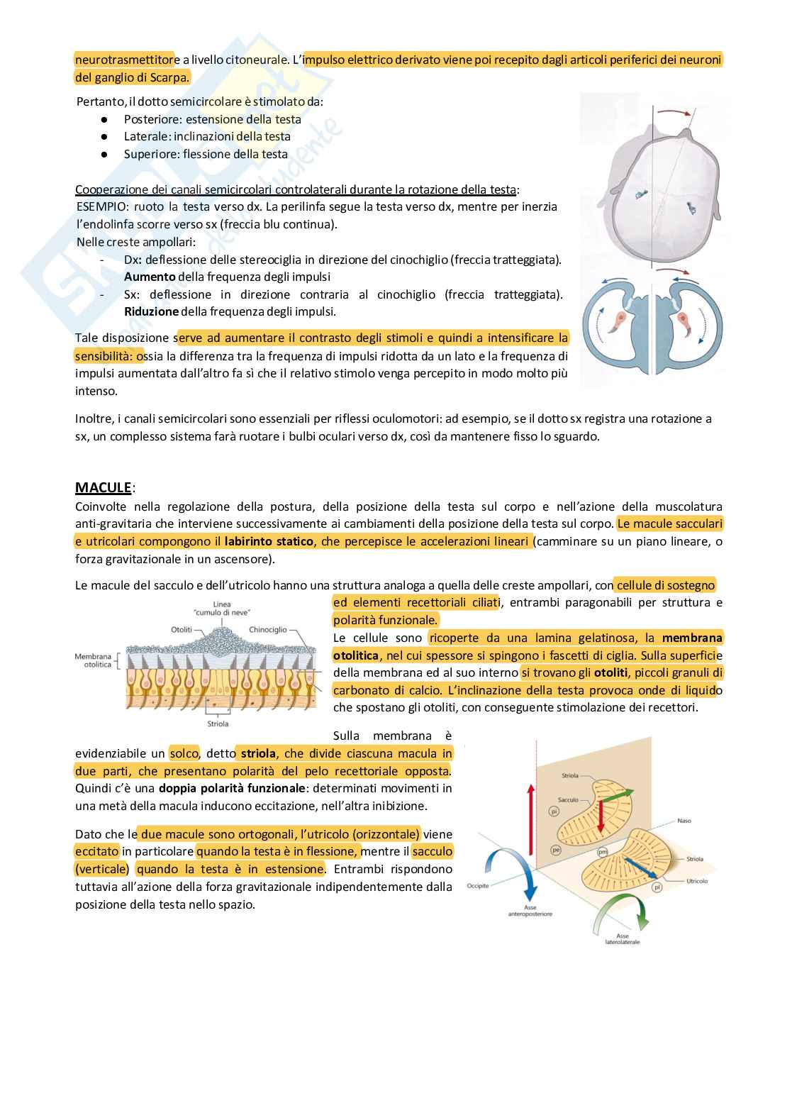 Sistema nervoso periferico Pag. 61