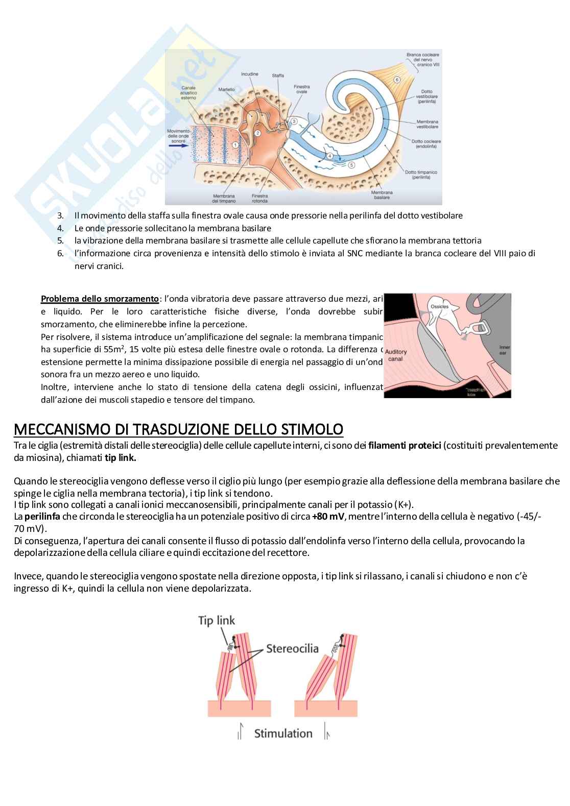 Sistema nervoso periferico Pag. 66