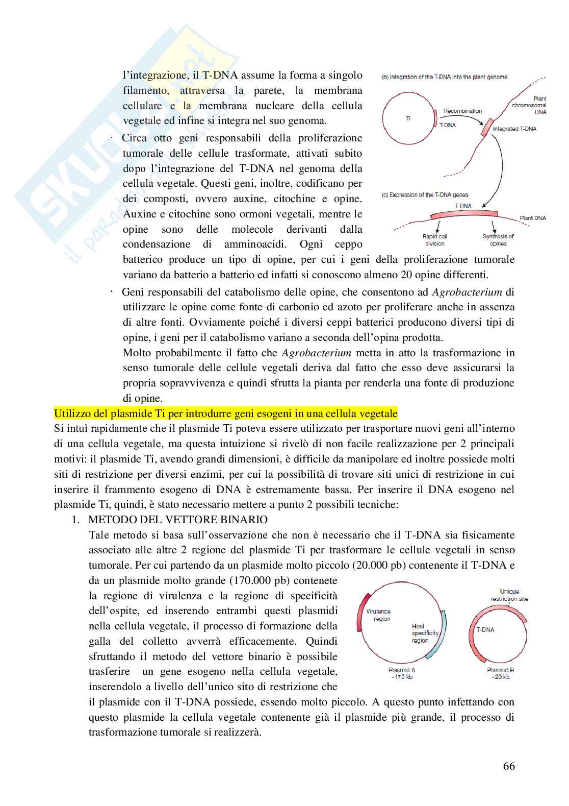Tecnologie ricombinanti Pag. 66