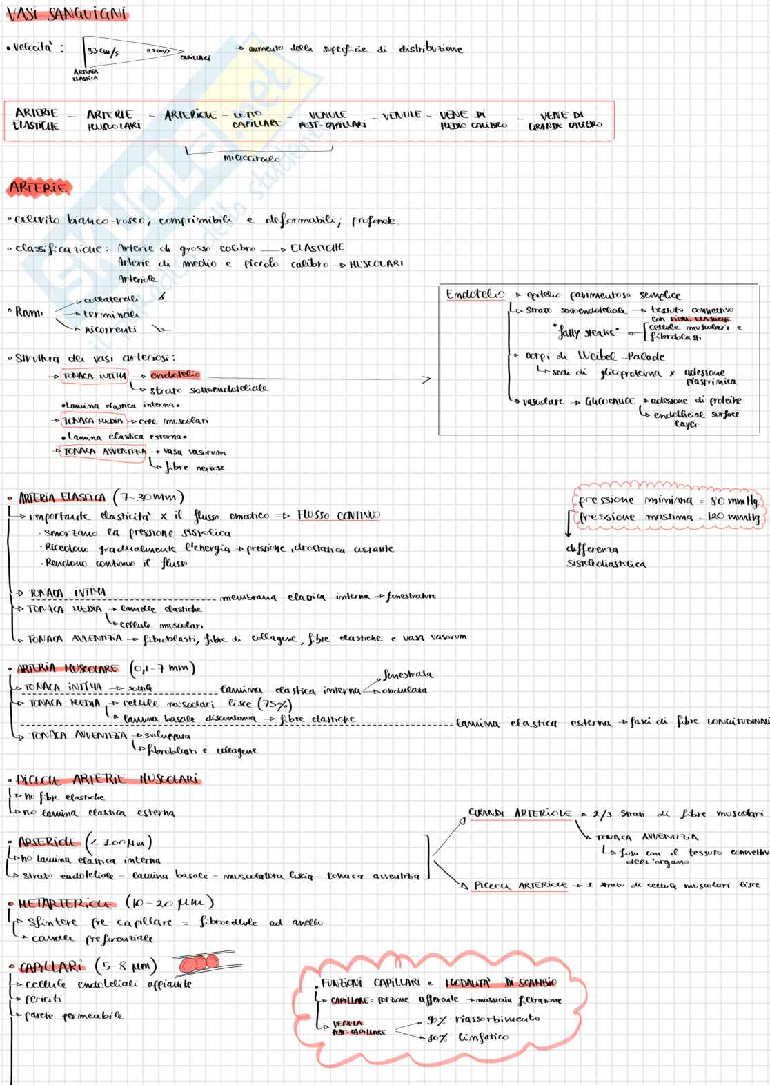 Schemi di Anatomia 1 sull'apparato vascolare - parte 1 Pag. 1