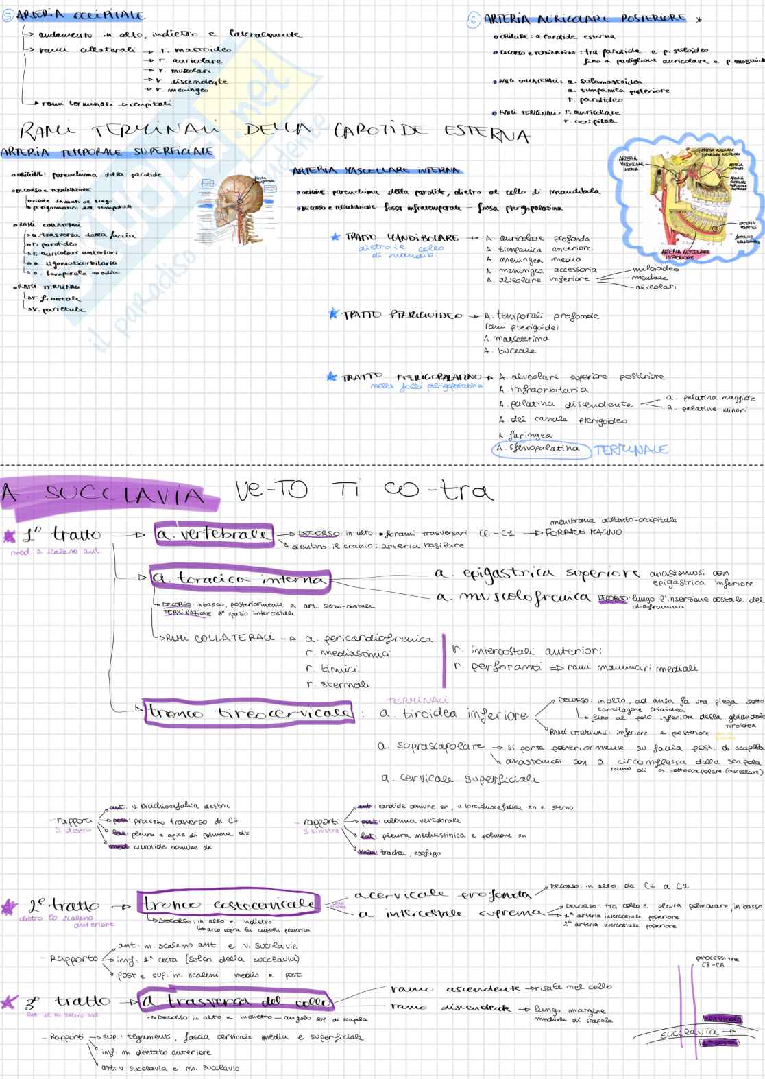 Schemi di Anatomia 1 sull'apparato vascolare - parte 1 Pag. 6