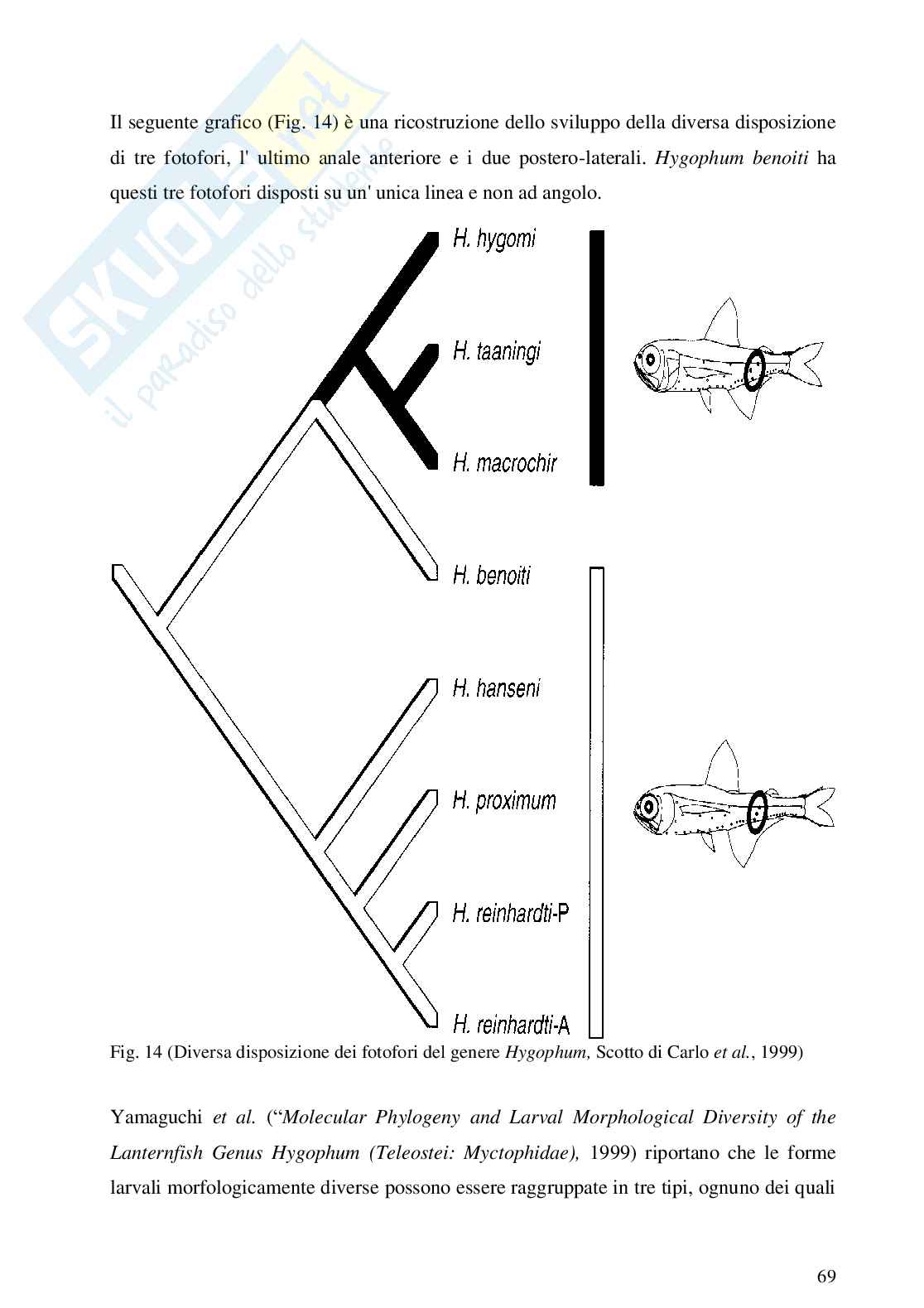 I fotofori di Hygophum benoiti, Tesi Pag. 71