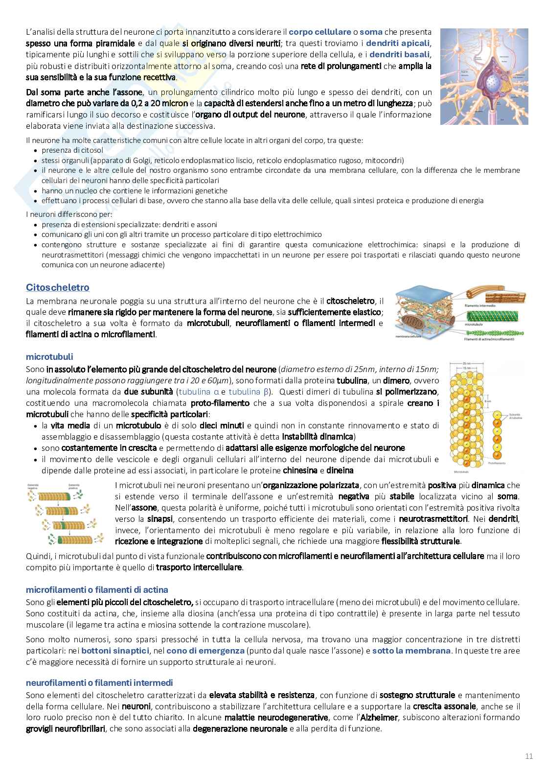 Psicobiologia: appunti completi (2025/2026) Pag. 11