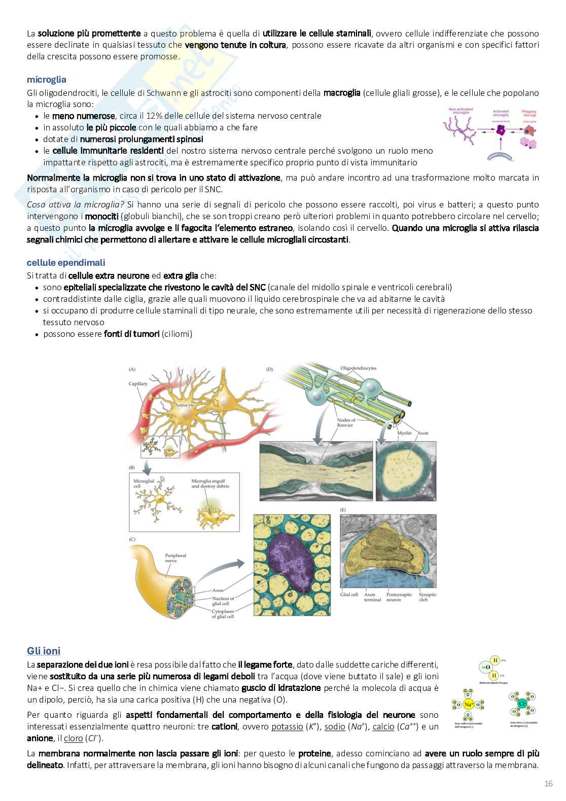 Psicobiologia: appunti completi (2025/2026) Pag. 16