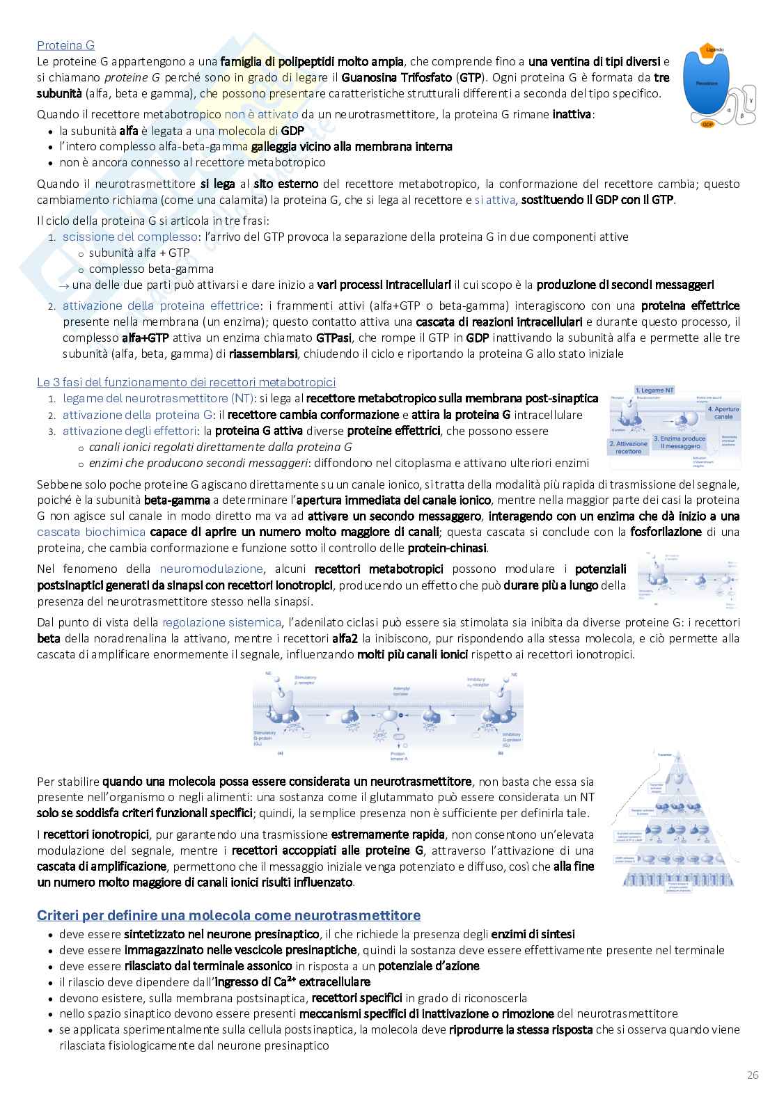 Psicobiologia: appunti completi (2025/2026) Pag. 26