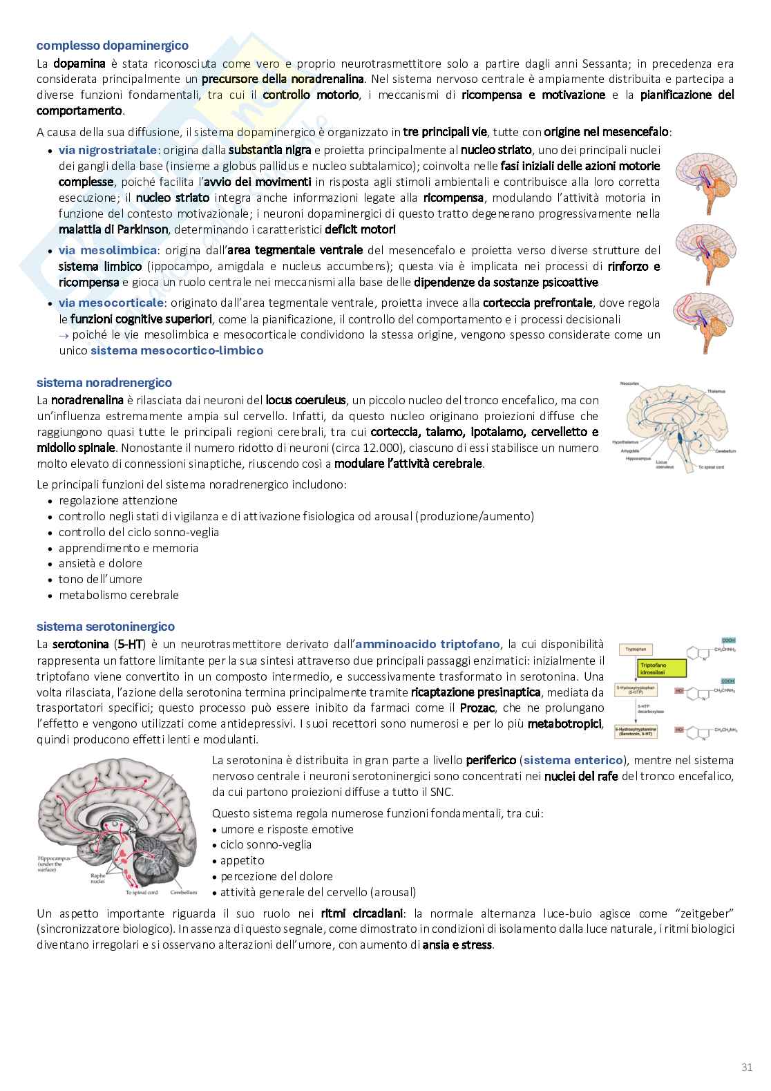 Psicobiologia: appunti completi (2025/2026) Pag. 31