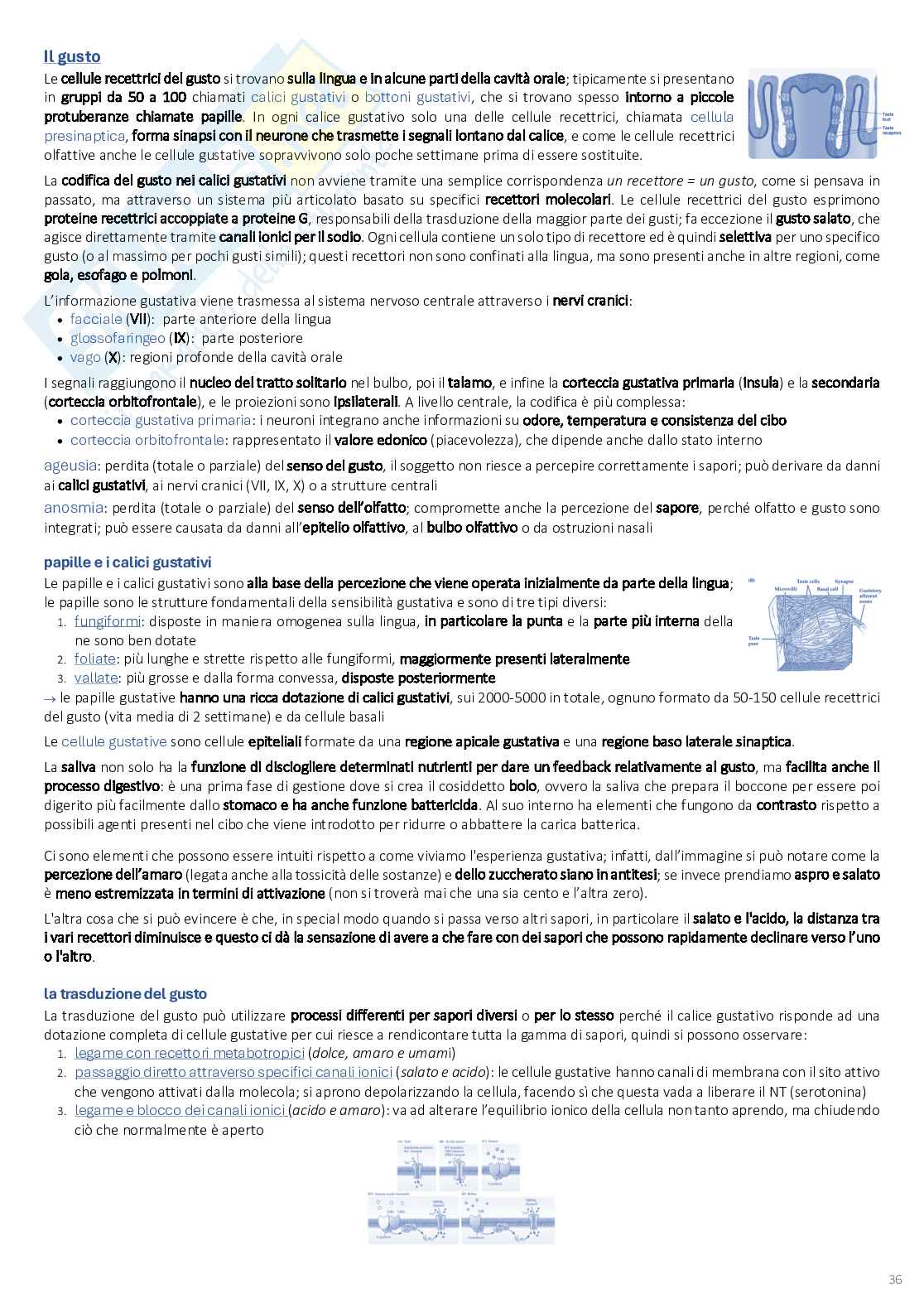 Psicobiologia: appunti completi (2025/2026) Pag. 36