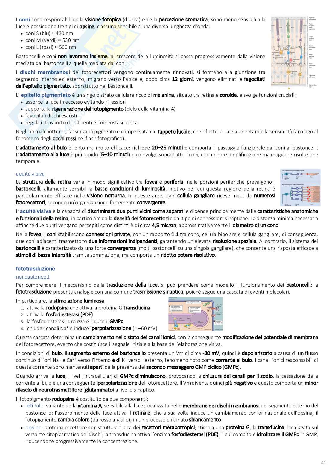 Psicobiologia: appunti completi (2025/2026) Pag. 41