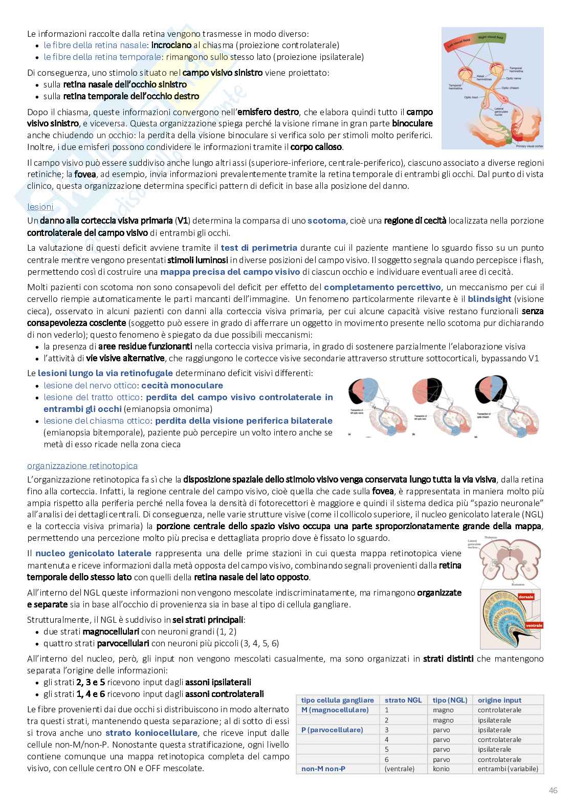 Psicobiologia: appunti completi (2025/2026) Pag. 46