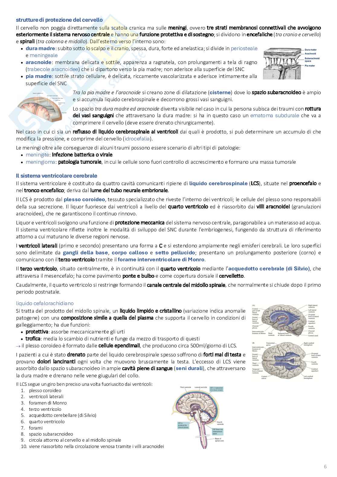 Psicobiologia: appunti completi (2025/2026) Pag. 6