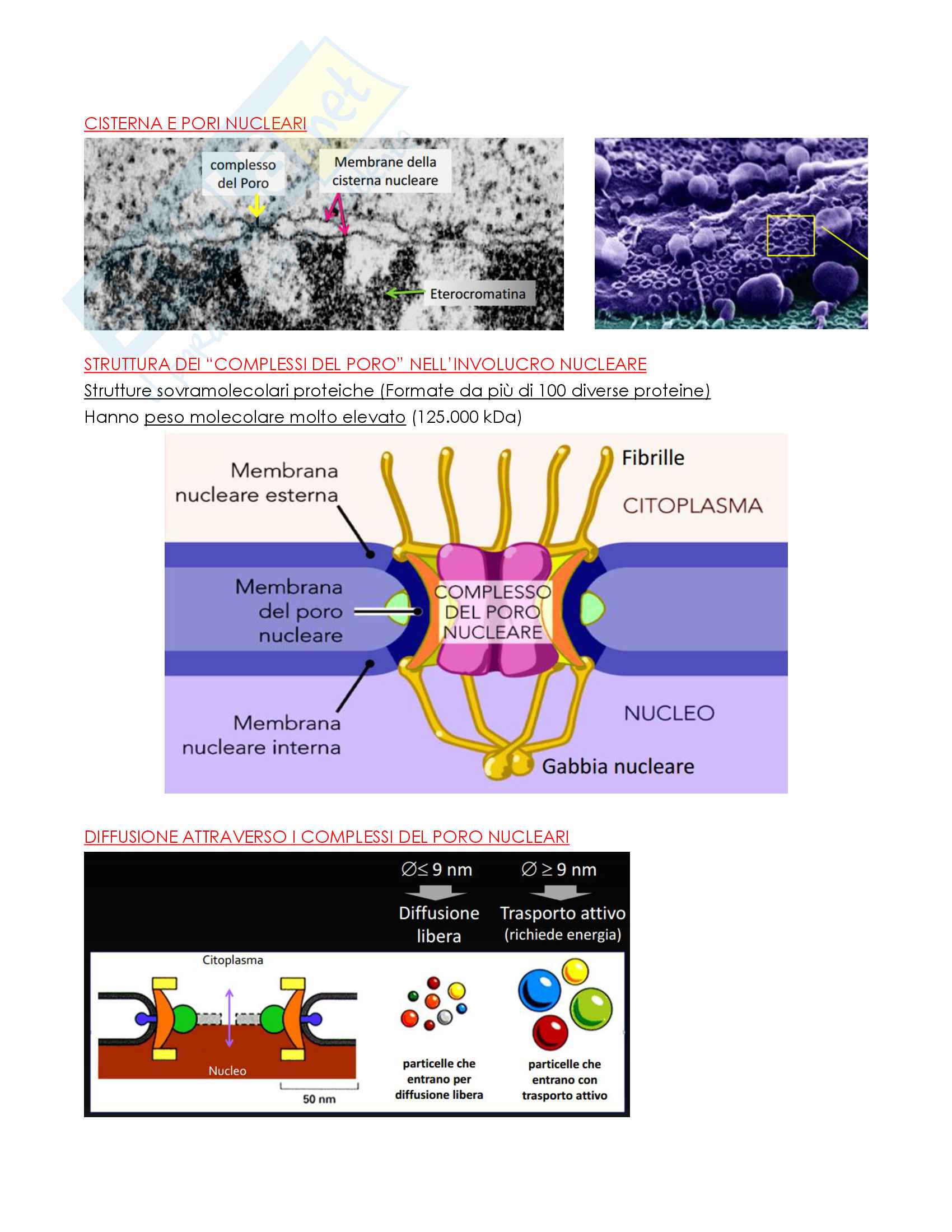 Argomenti del corso di Biologia Animale Pag. 96