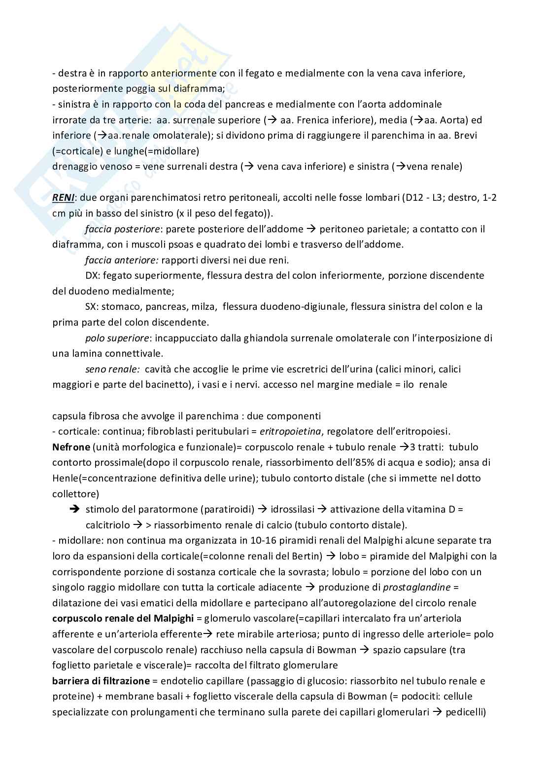 Schemi su slide Anatomia umana Pag. 6
