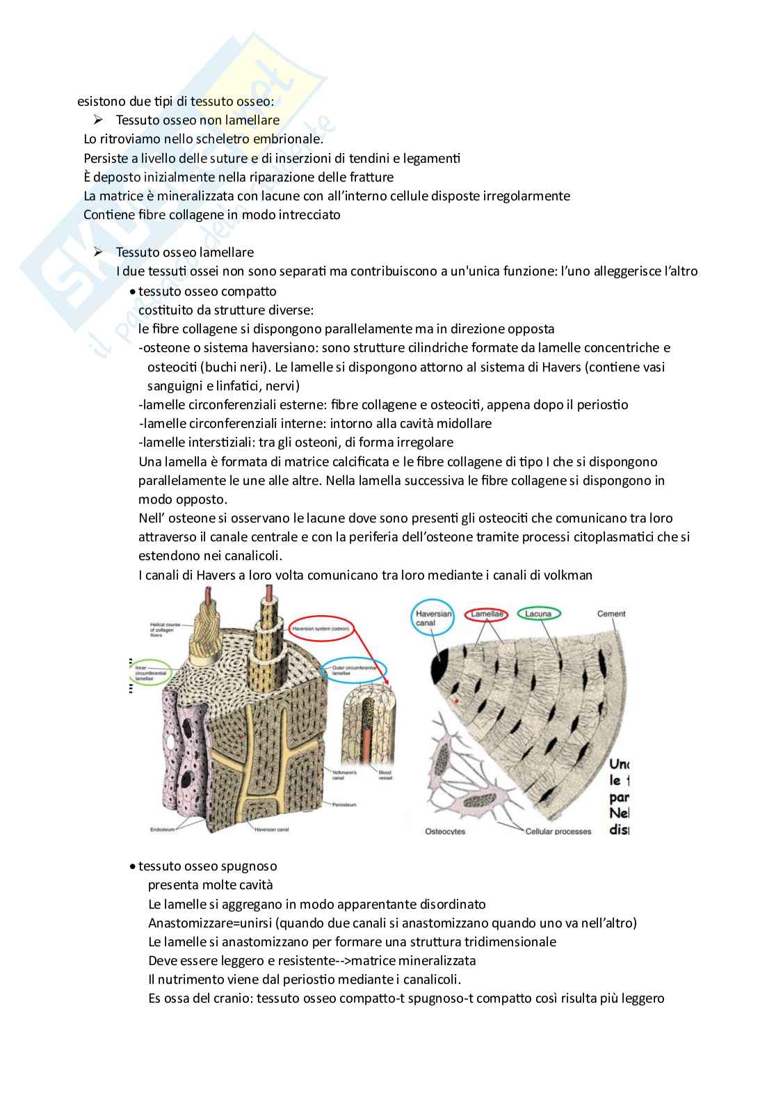 Appunti Istologia  Pag. 16