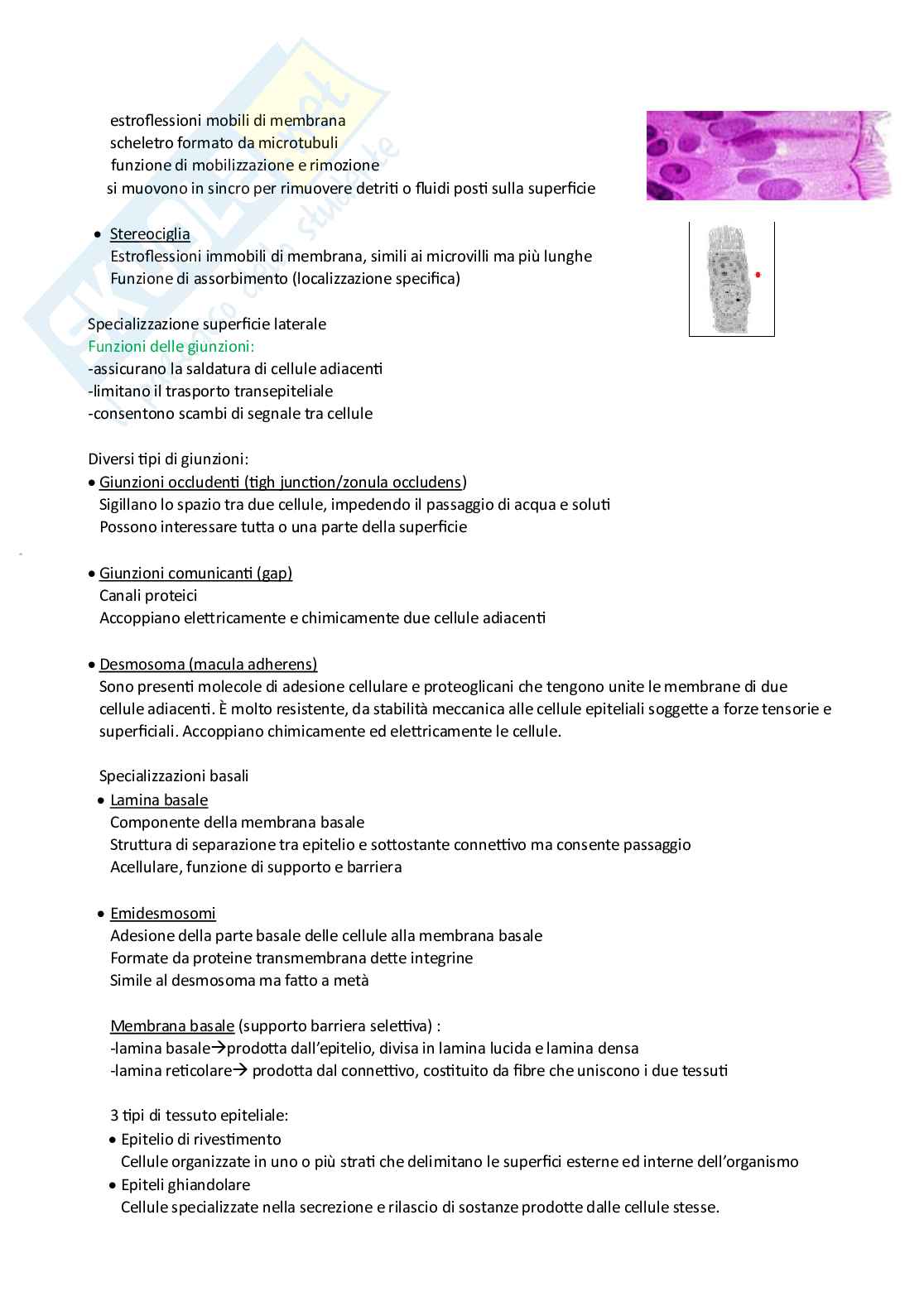 Appunti Istologia  Pag. 2