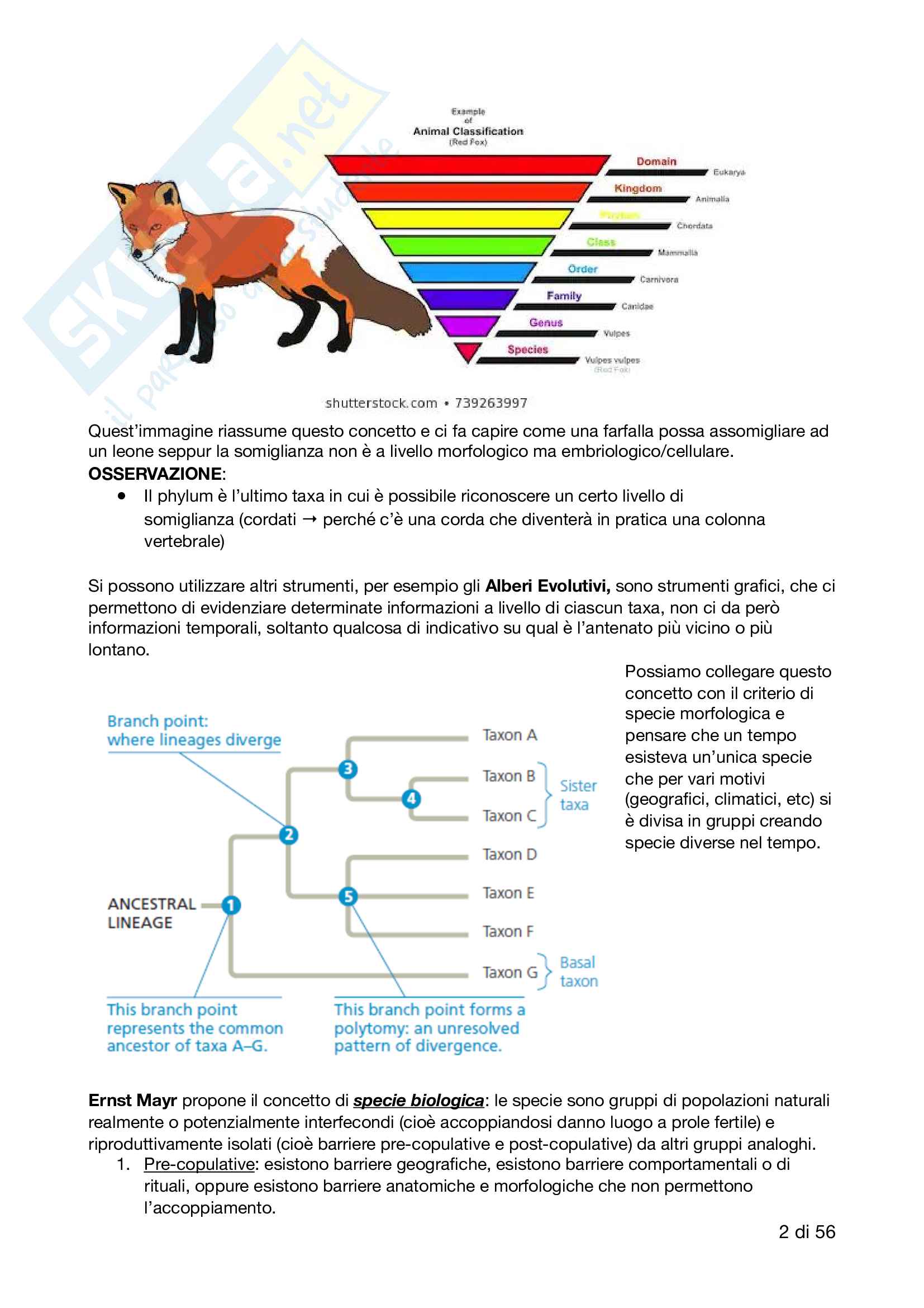Appunti di Anatomia Comparata (professor Vanzi) Pag. 2