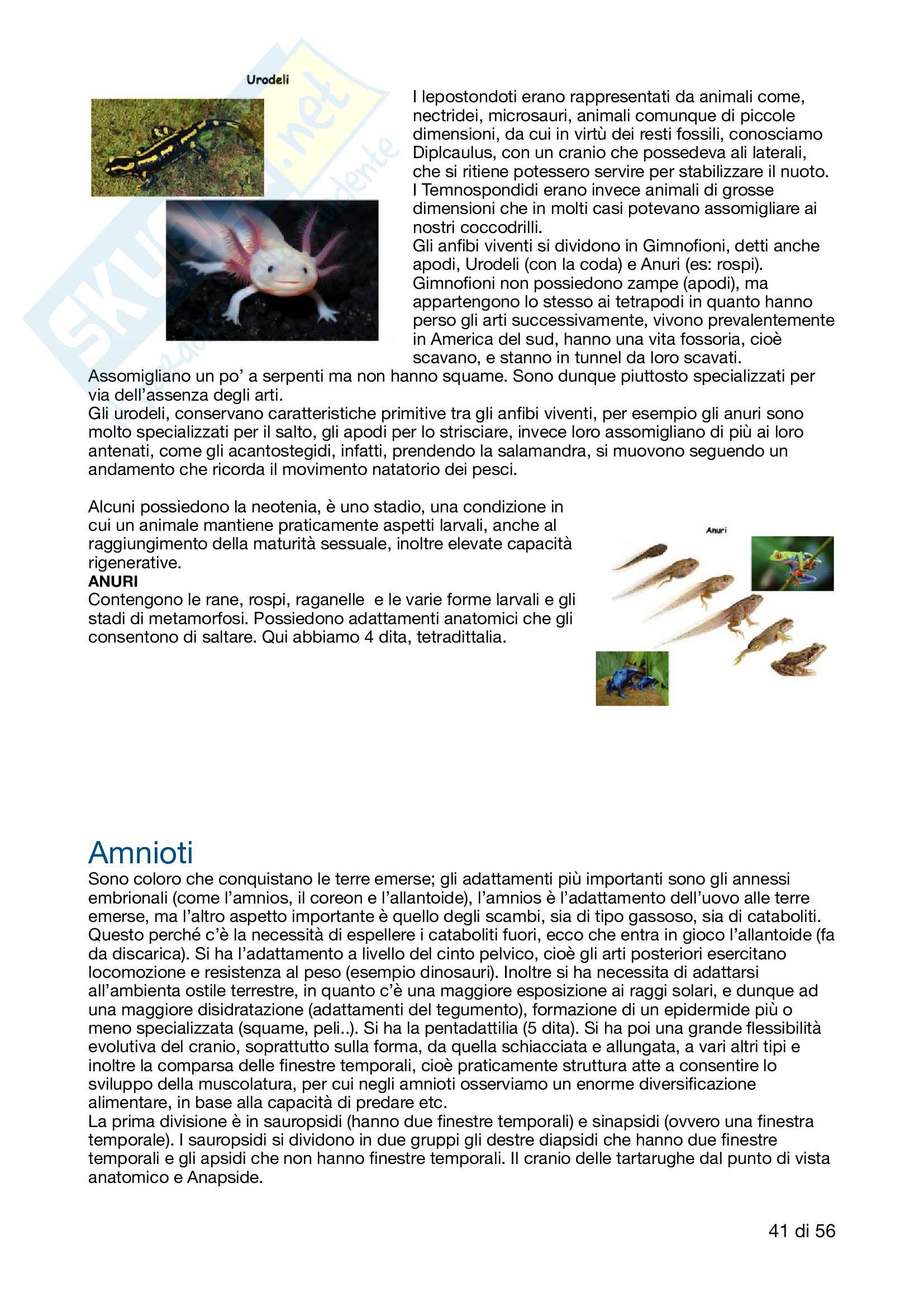 Appunti di Anatomia Comparata (professor Vanzi) Pag. 41