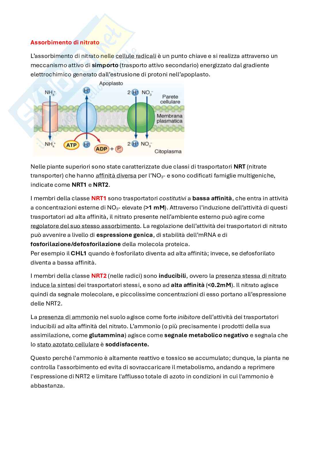 Assimilazione di azoto e zolfo Pag. 2