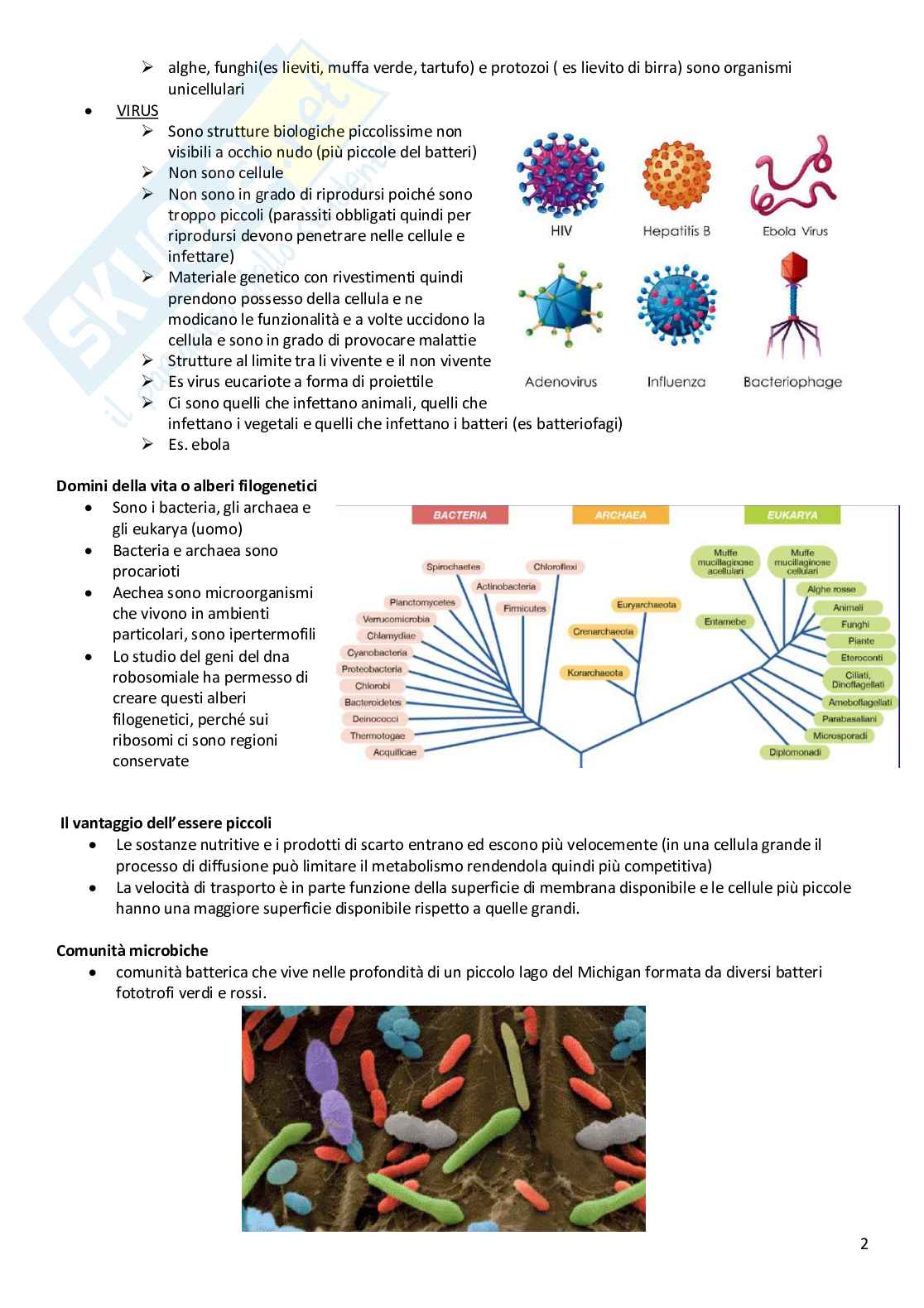 Appunti completi di Microbiologia generale Pag. 2
