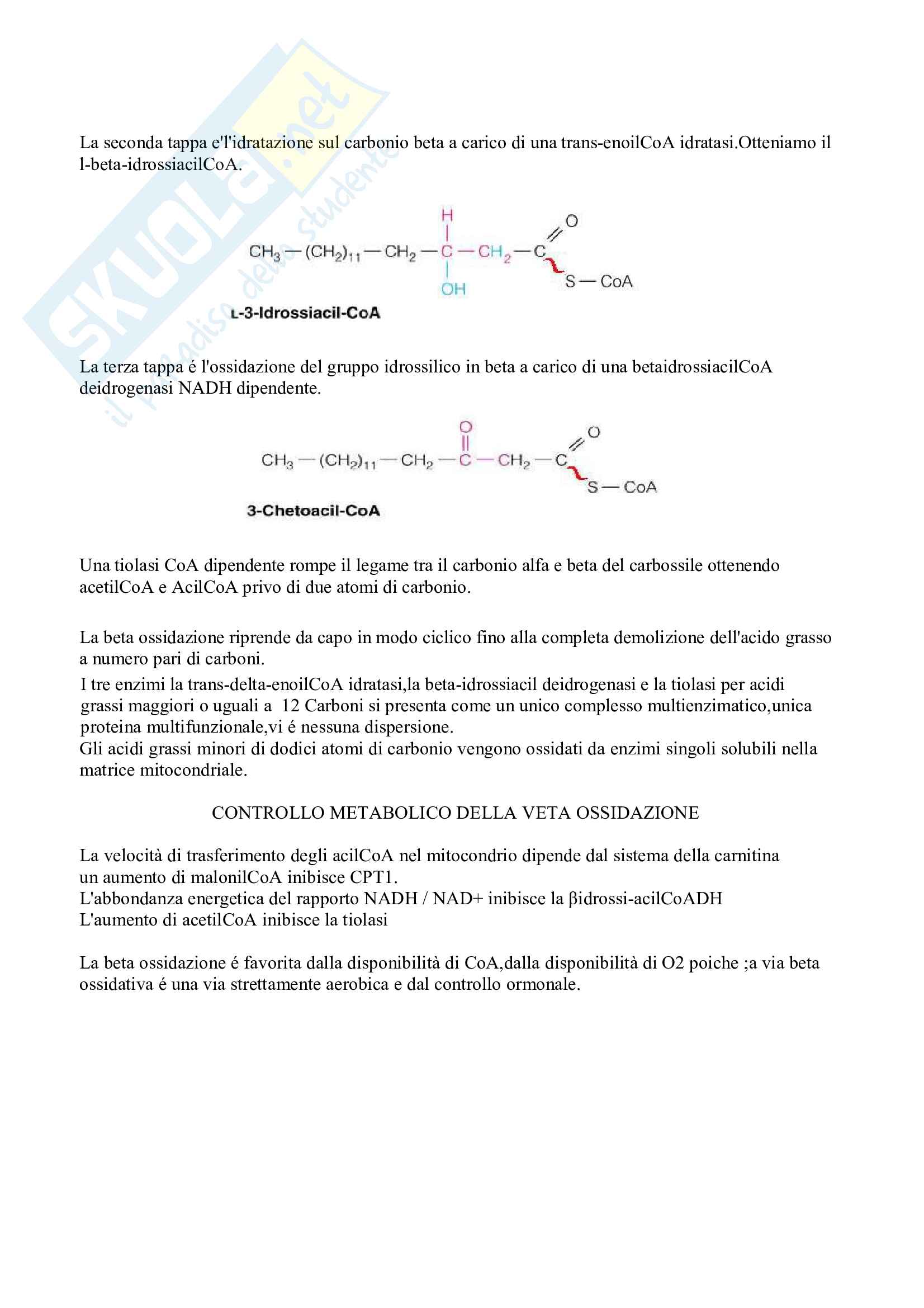 Biochimica Matabolica e funzionale Pag. 31