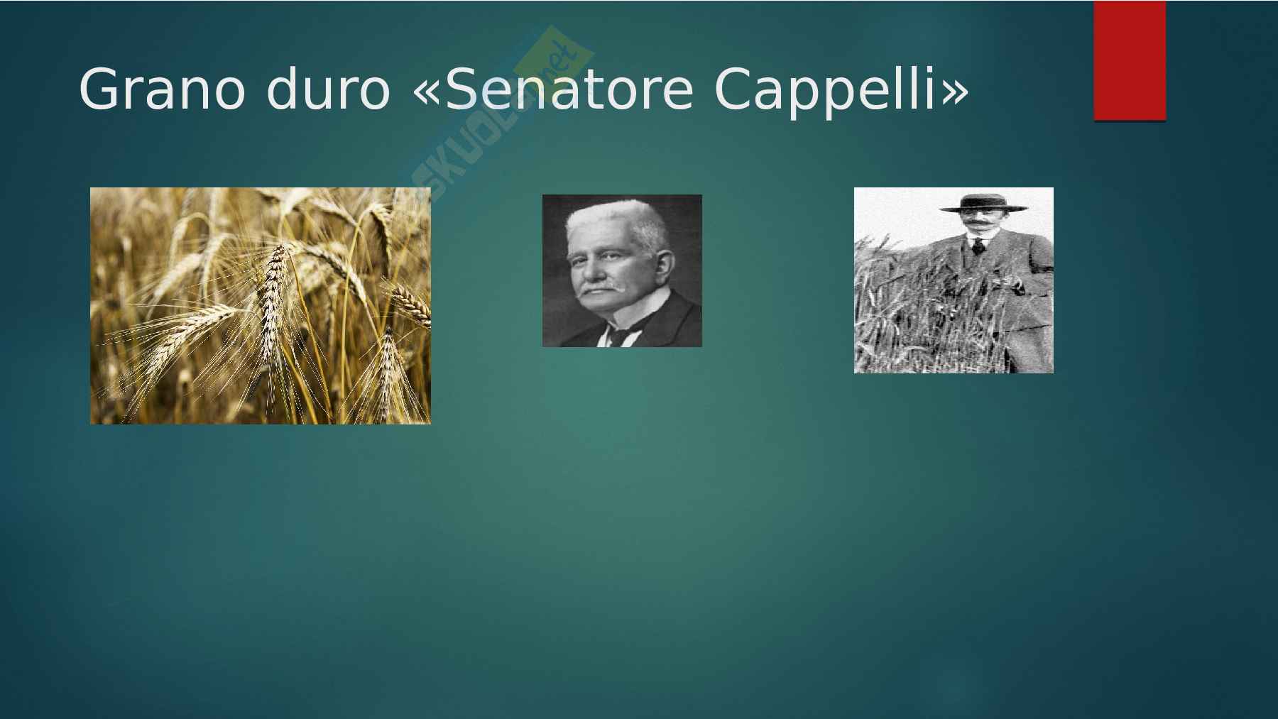 Nutrizione Funzionale Pag. 26