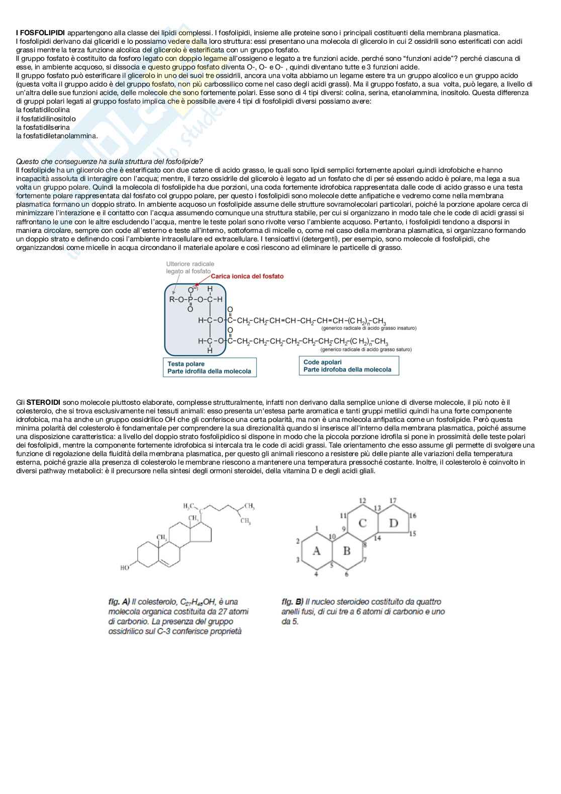 Biologia cellulare - introduzione al corso e macromolecole Pag. 11